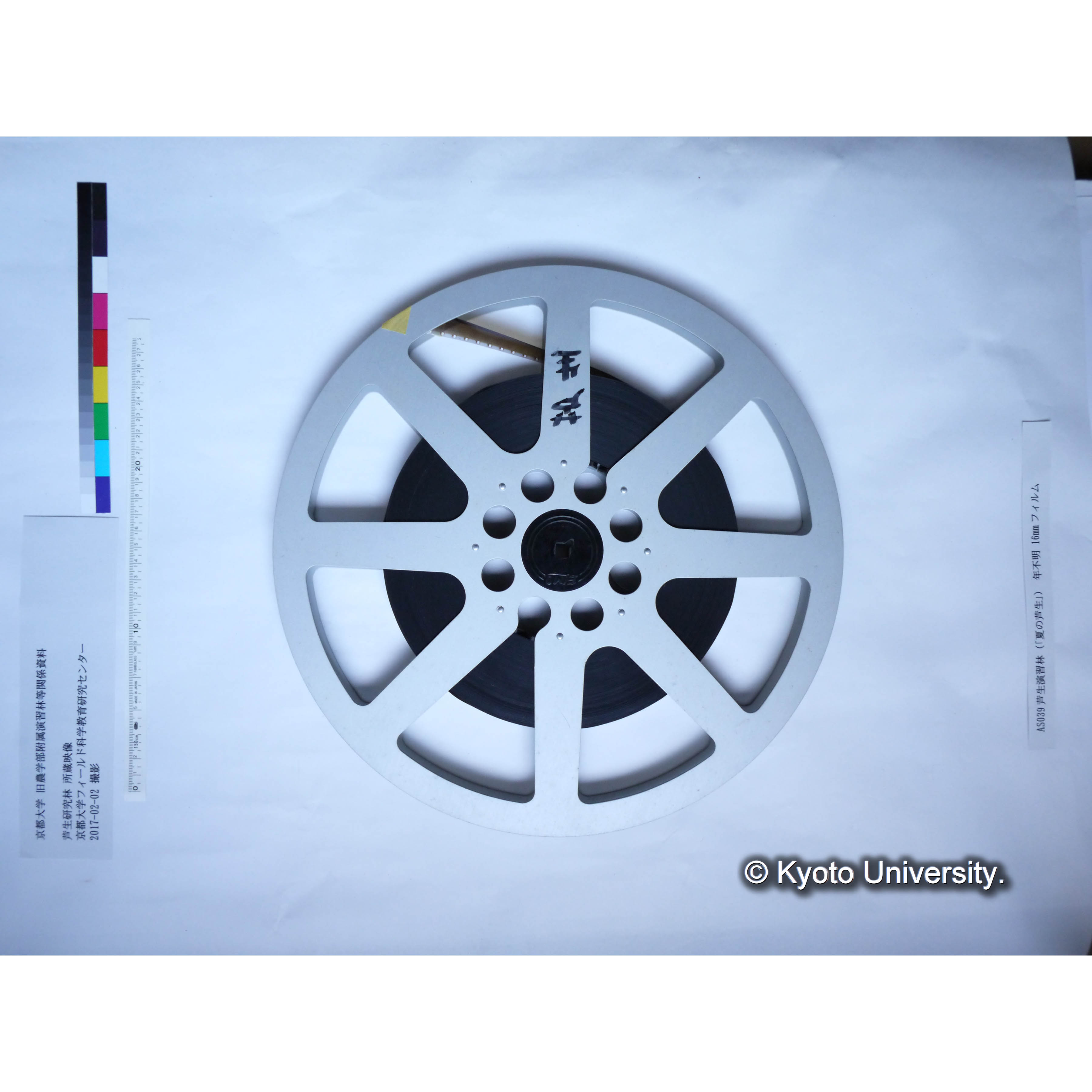 〔夏の芦生〕 (12)