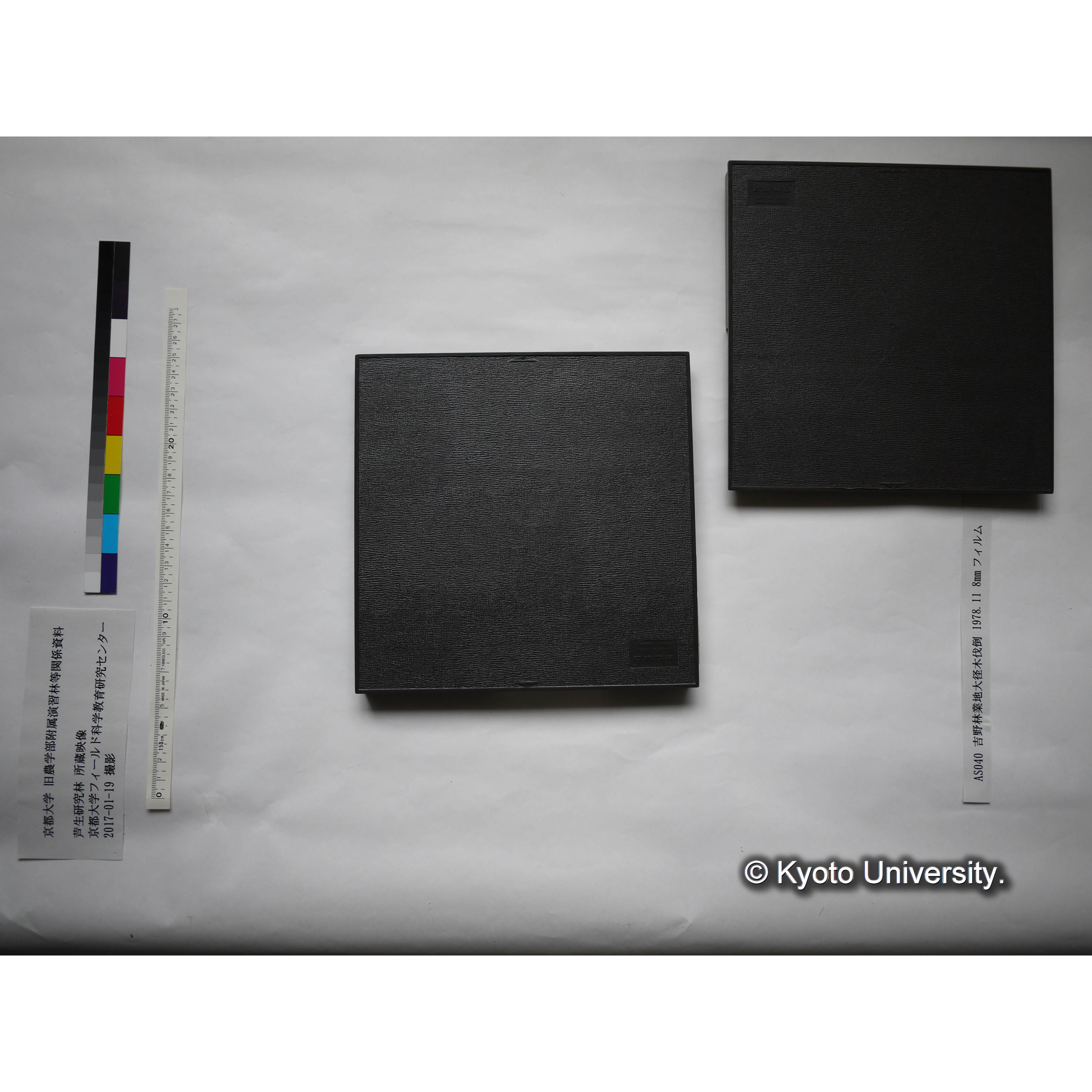 吉野林業地大径木伐倒 1978.11 (4)