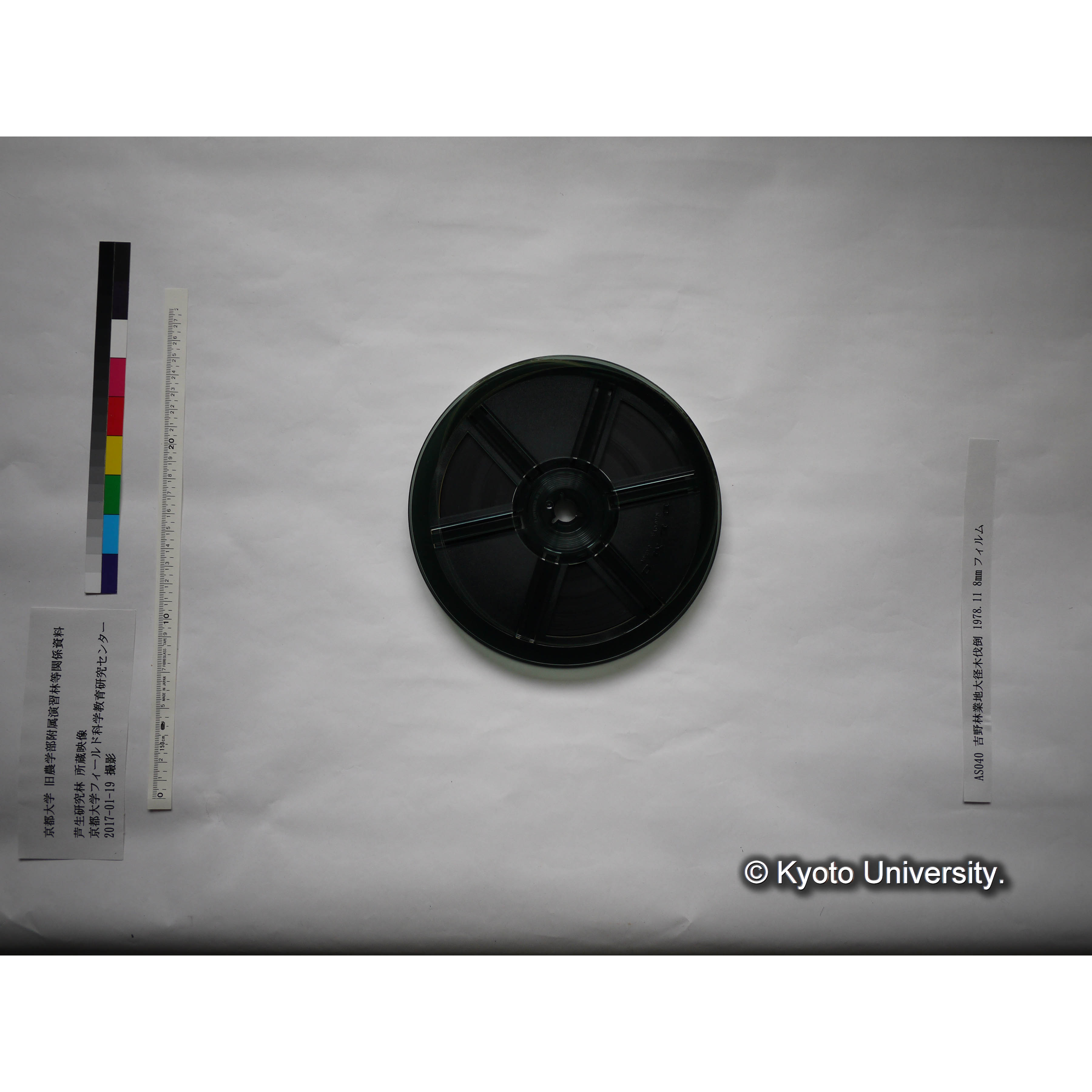 吉野林業地大径木伐倒 1978.11 (6)