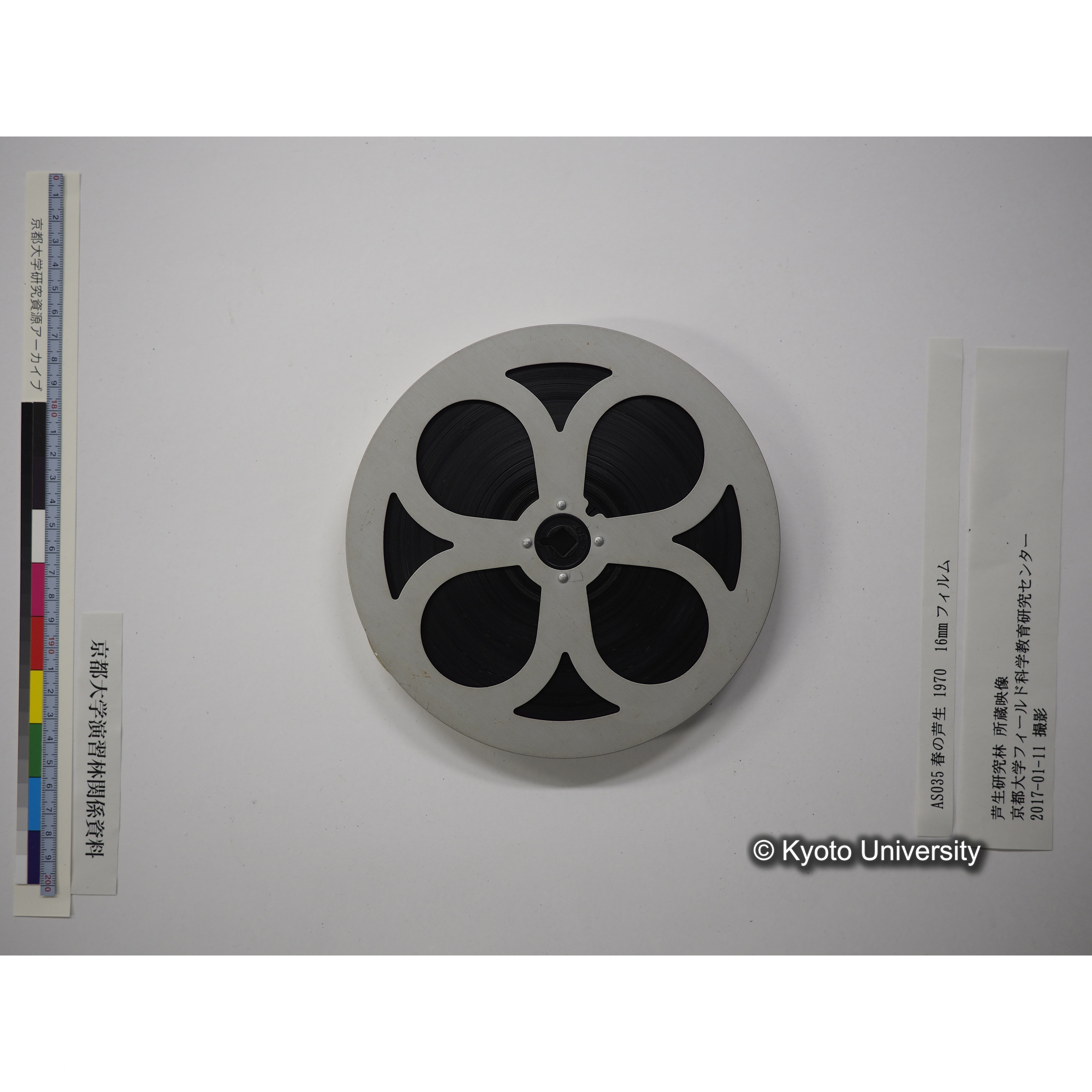 春の芦生 1970 (18)