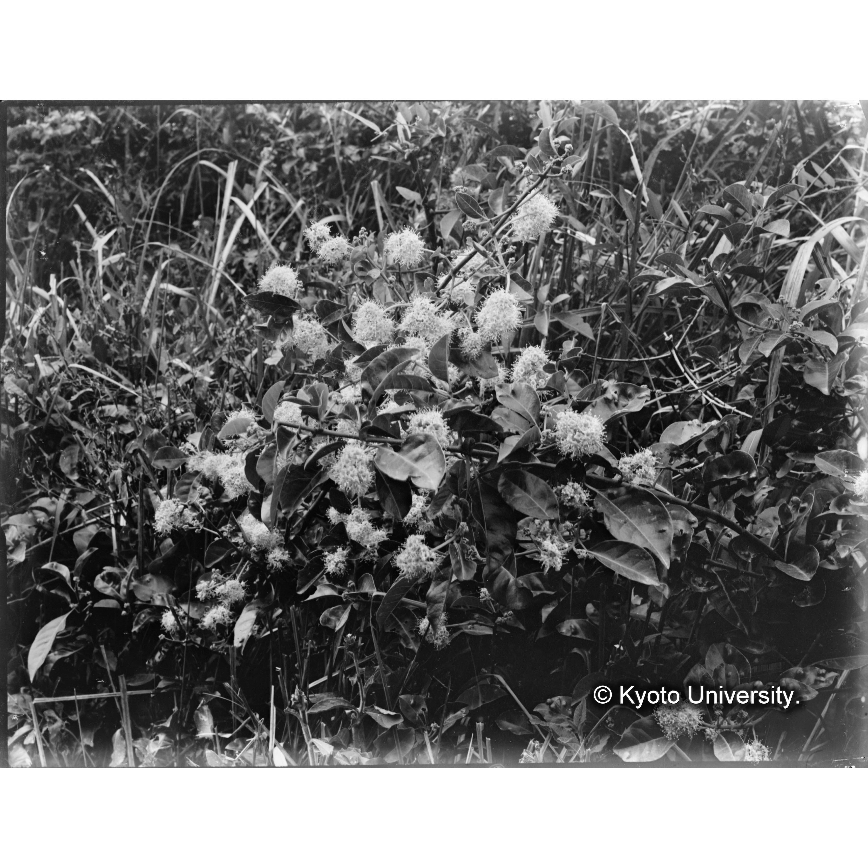 六亀里　刺草 (1)