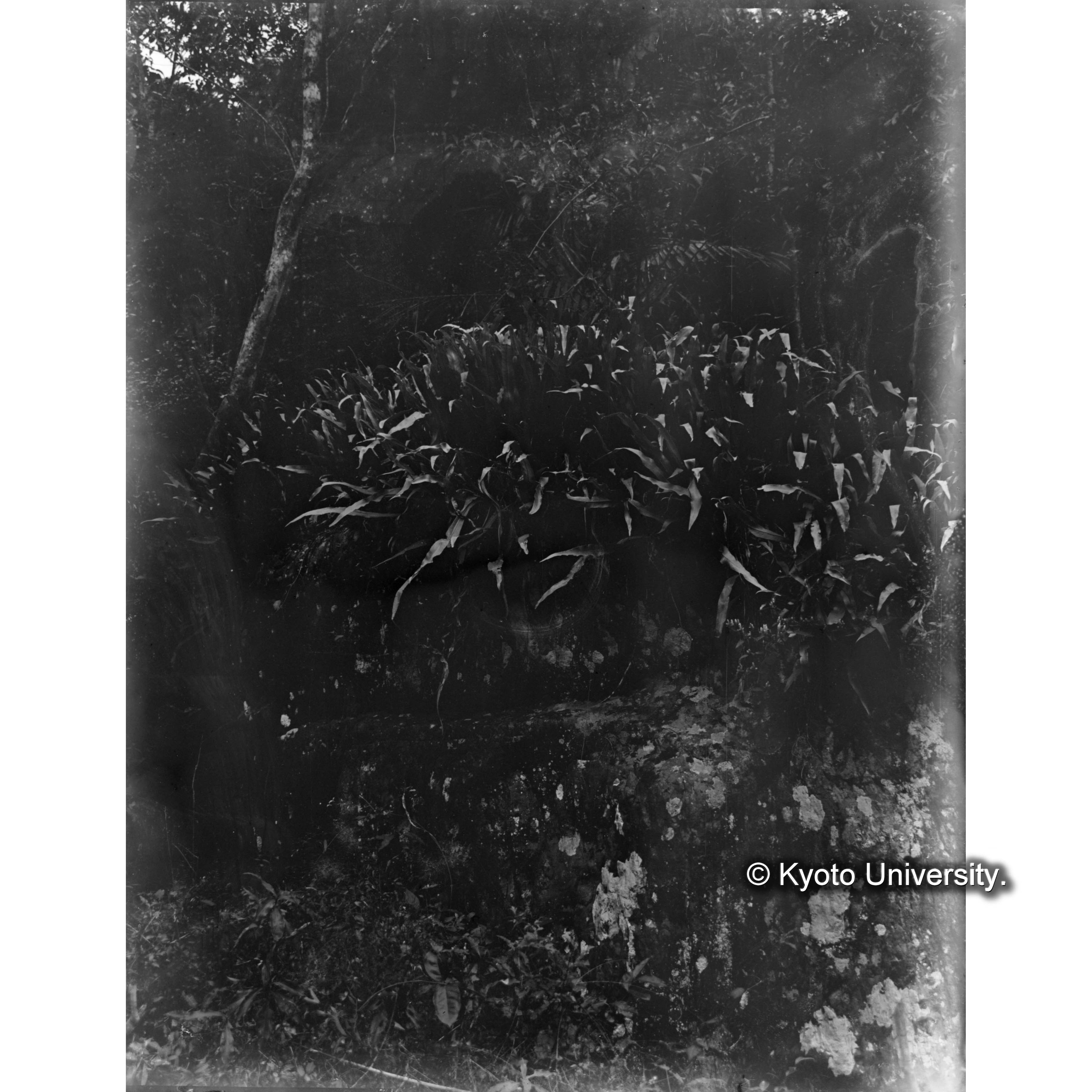 三合　Polipodium binarlioides (1)