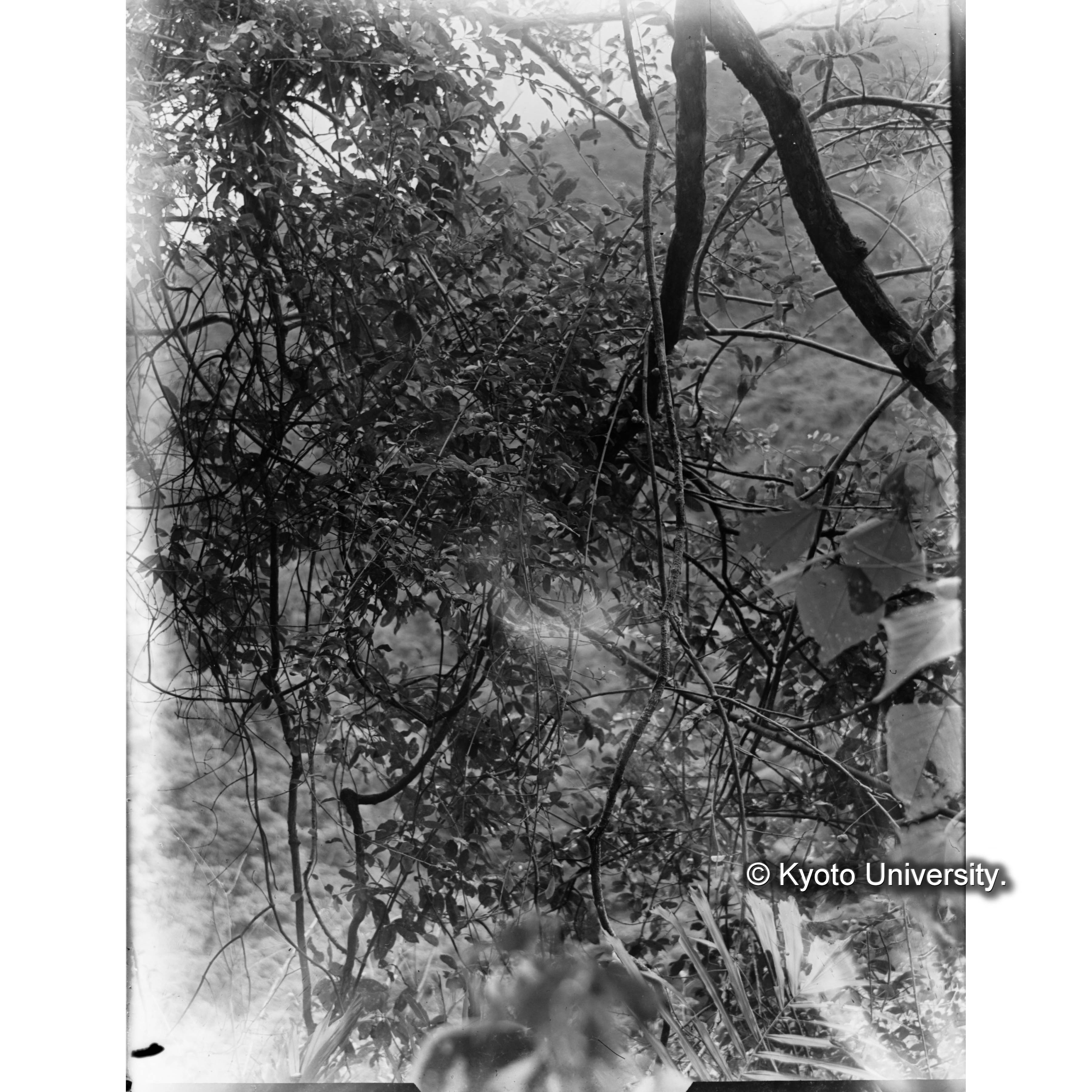 三合　カガツガユ実 (1)