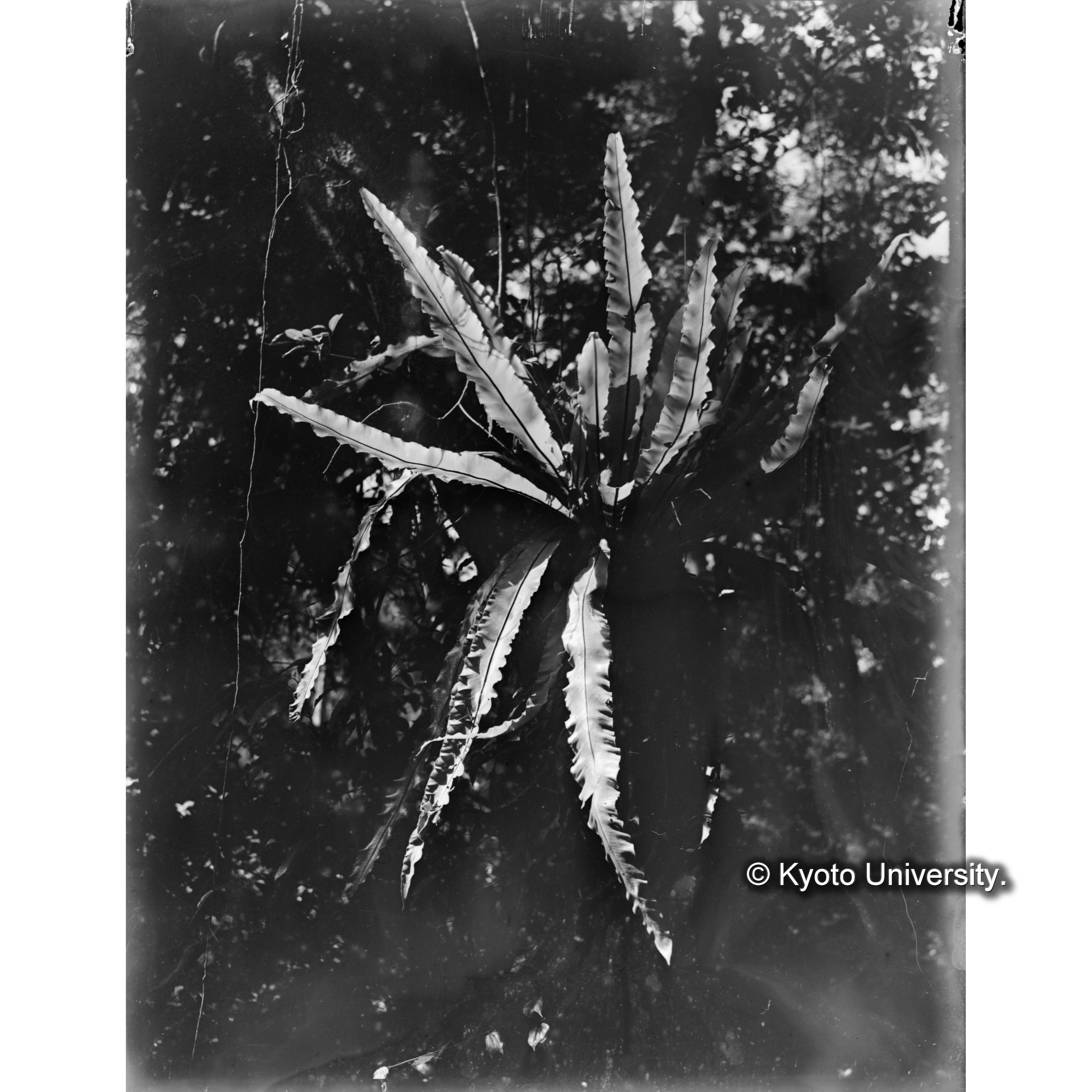 扇平上　オオタニワタリ Sporen (1)