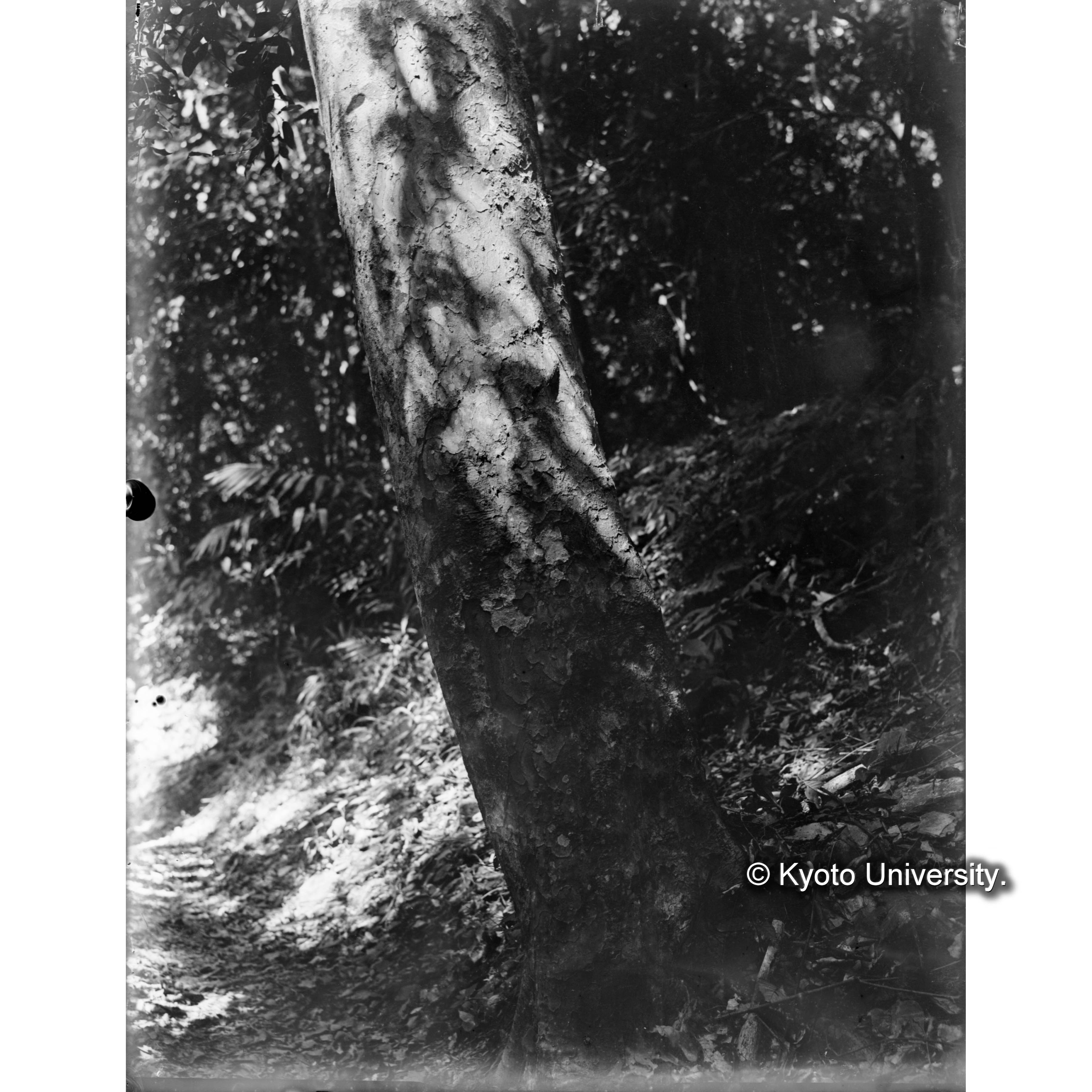 扇平上　アカハダクスノキ樹皮 (1)