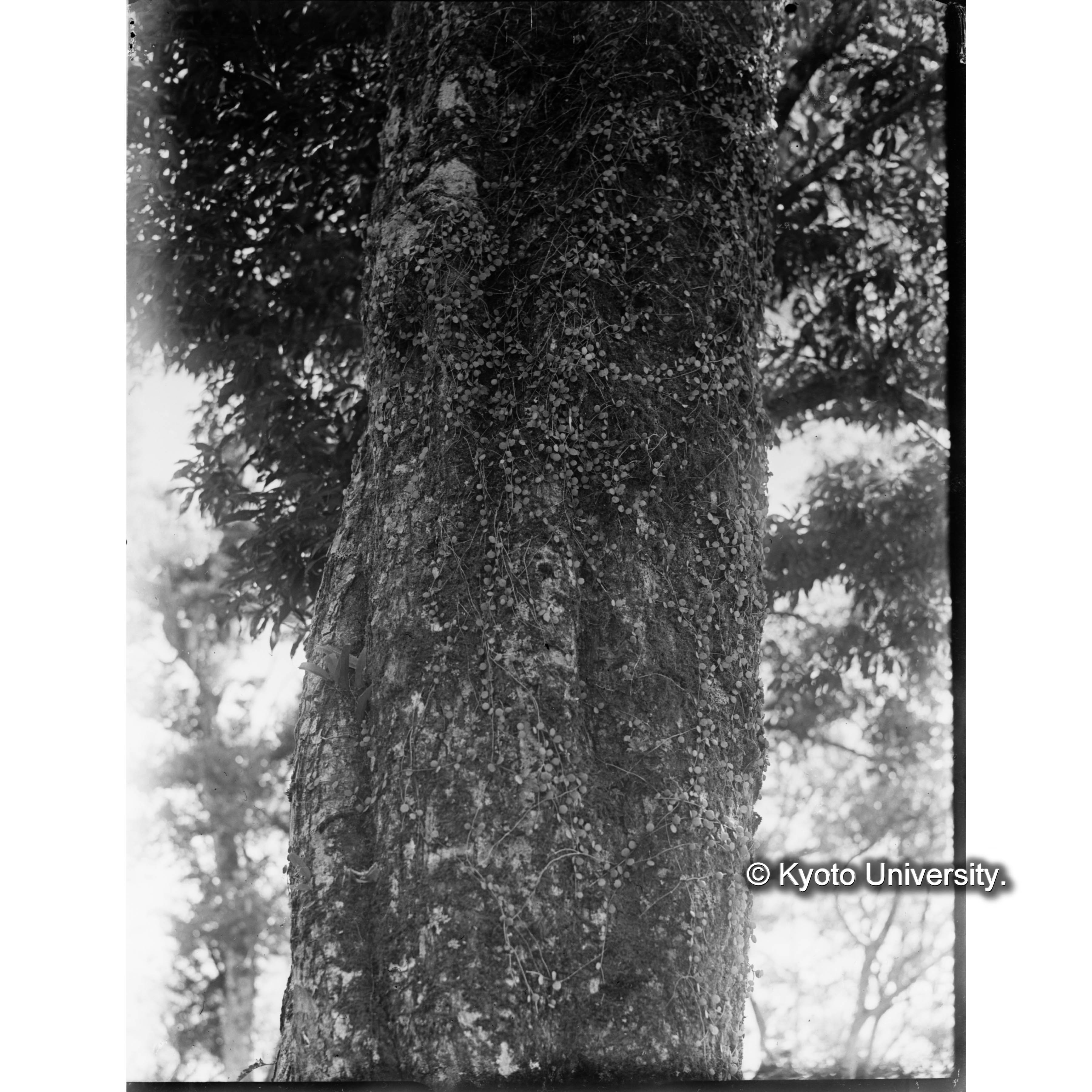 池鯉鮒駐在所にて　マメツタカヅラ (1)