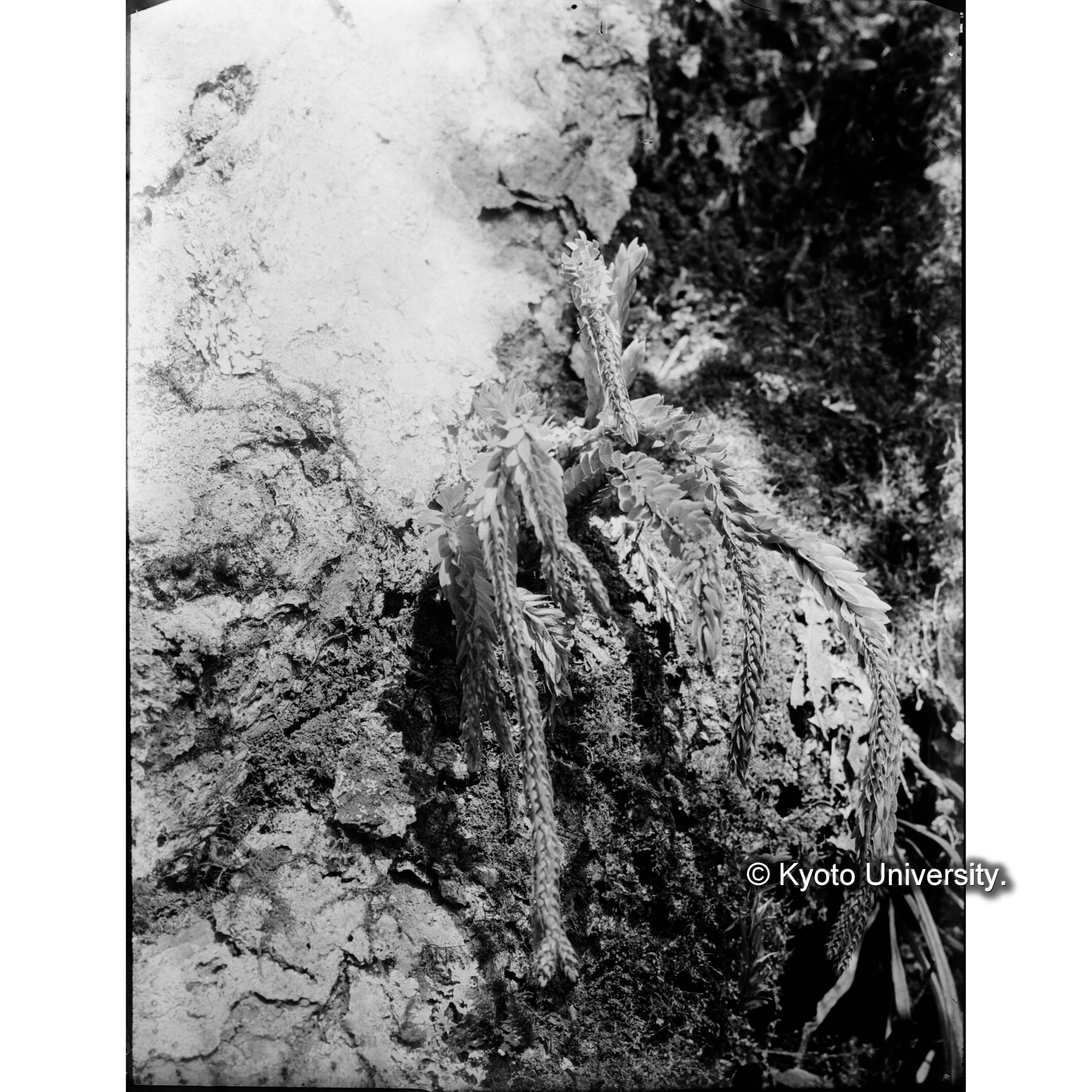 池鯉鮒駐在所にて　ナンカクラン (1)