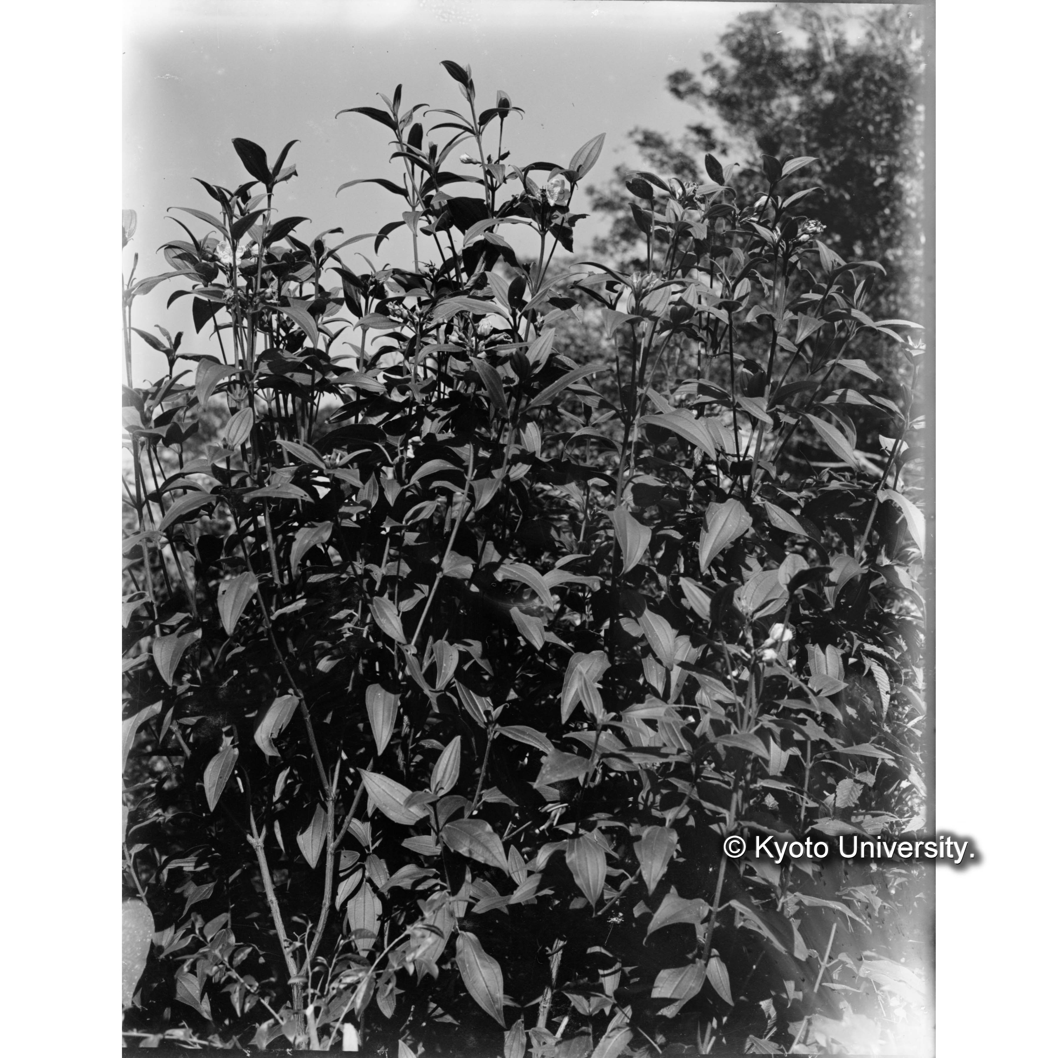 池鯉鮒駐在所にて　ノボタン (1)