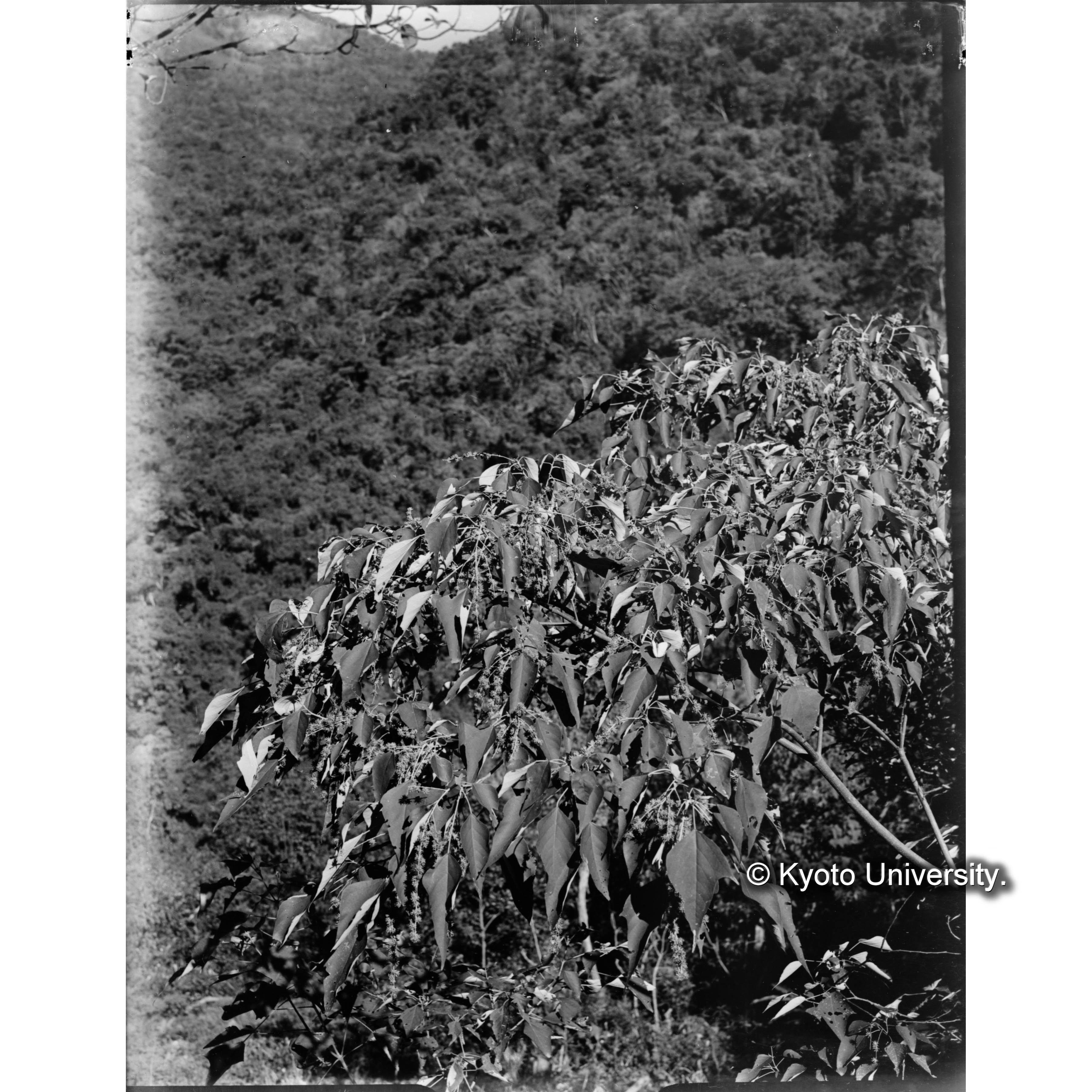 ウラジロアカメガシワ　花 (1)