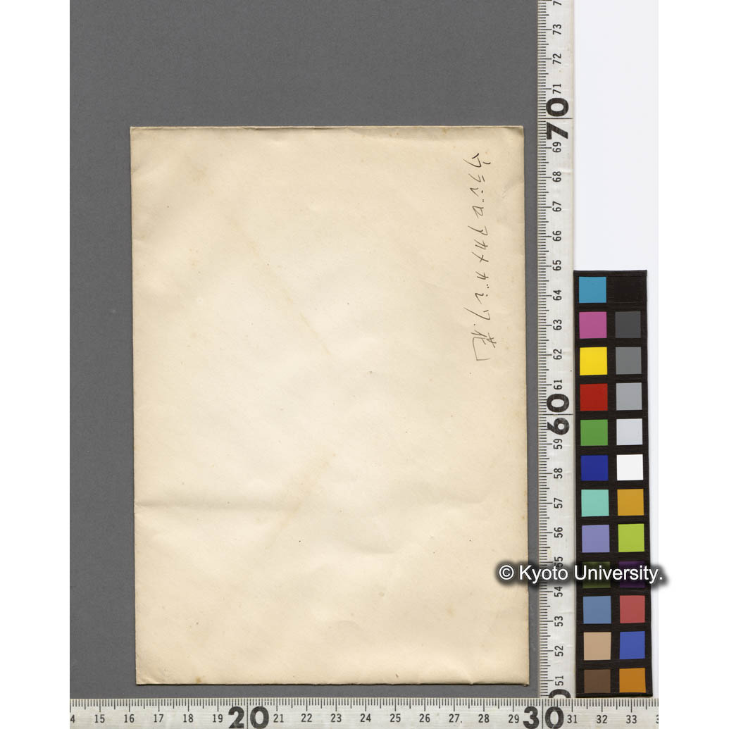 ウラジロアカメガシワ　花 (2)