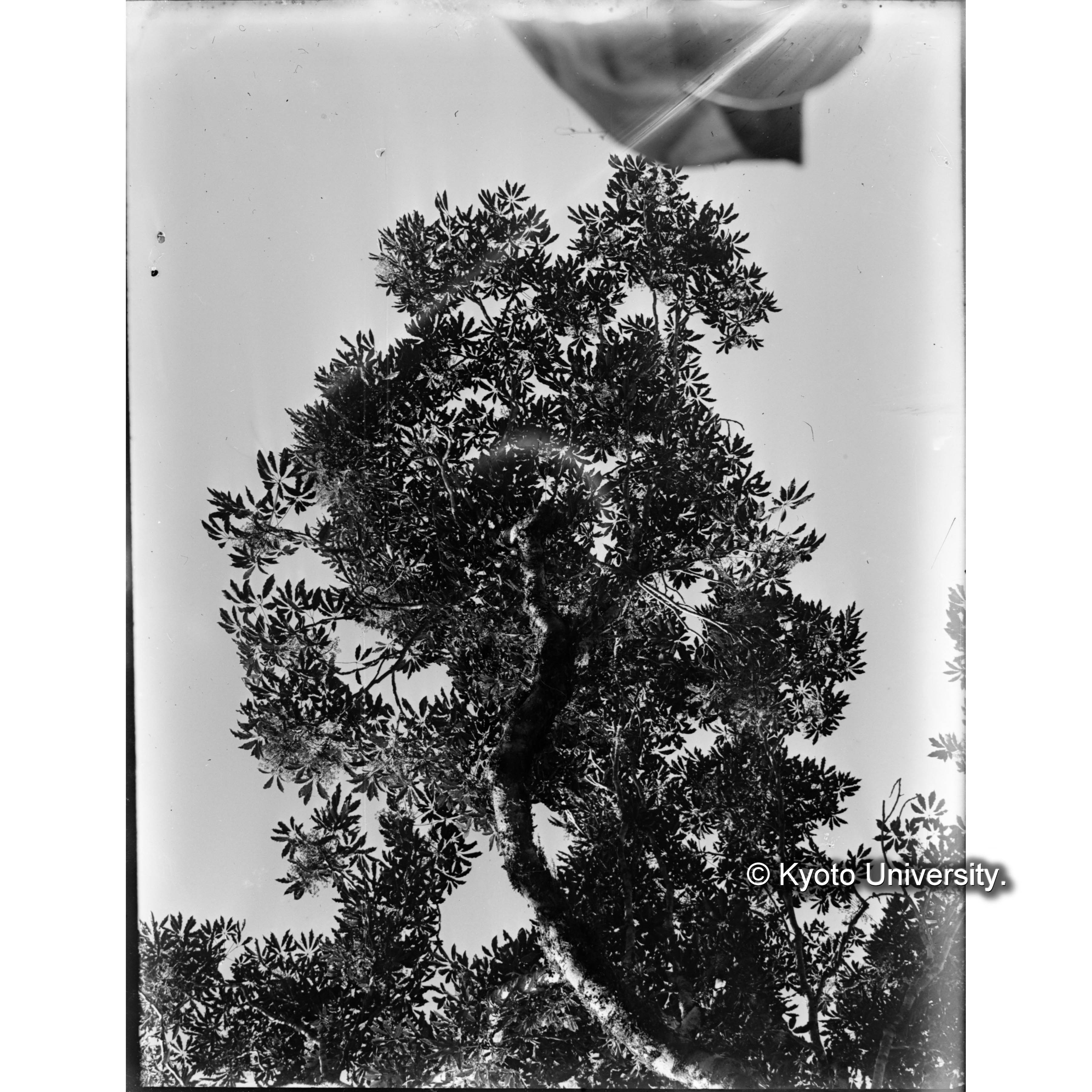 見附駐在所北方におけるフカノキの花 (1)