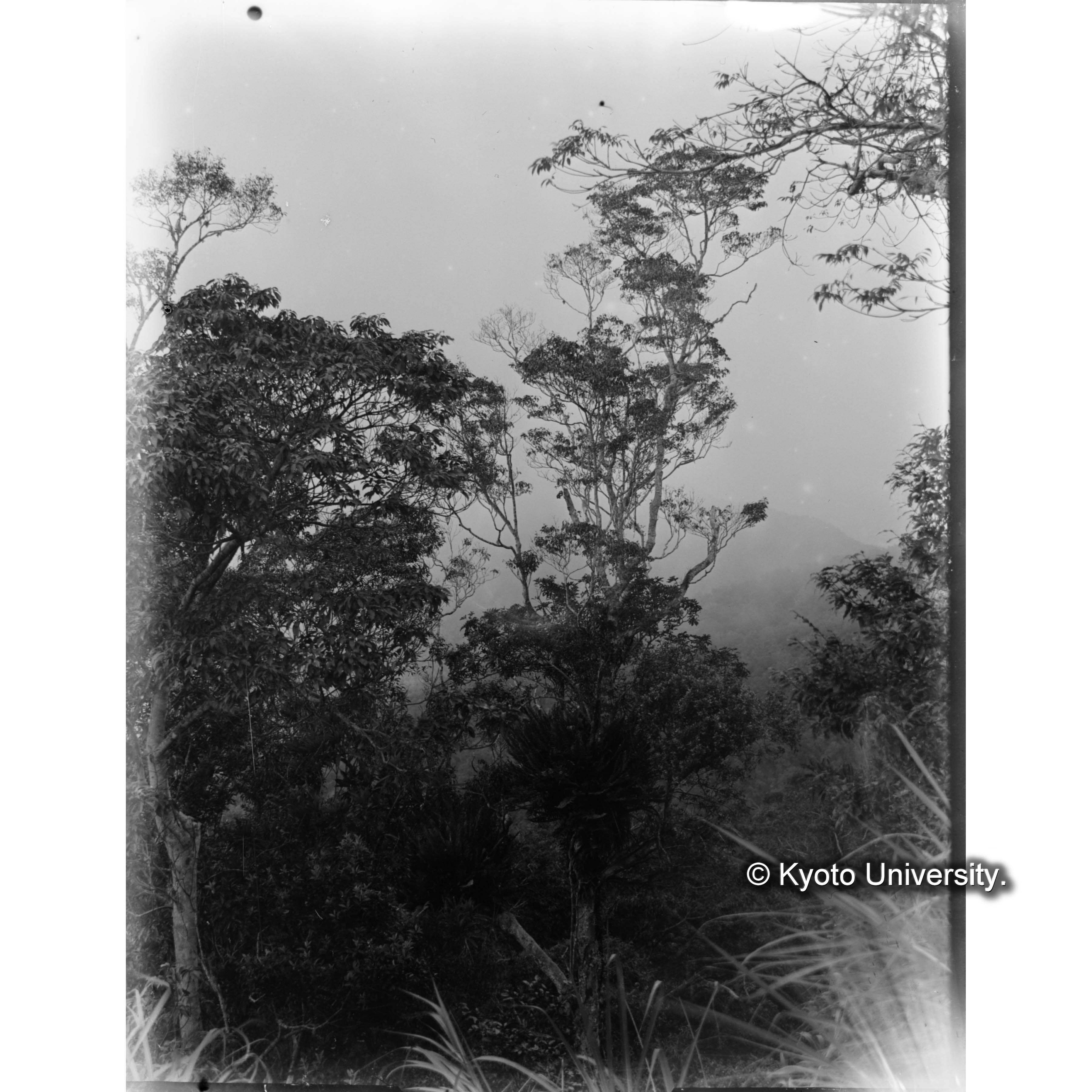 池鯉鮒駐在所の警備線付近の植生 (1)