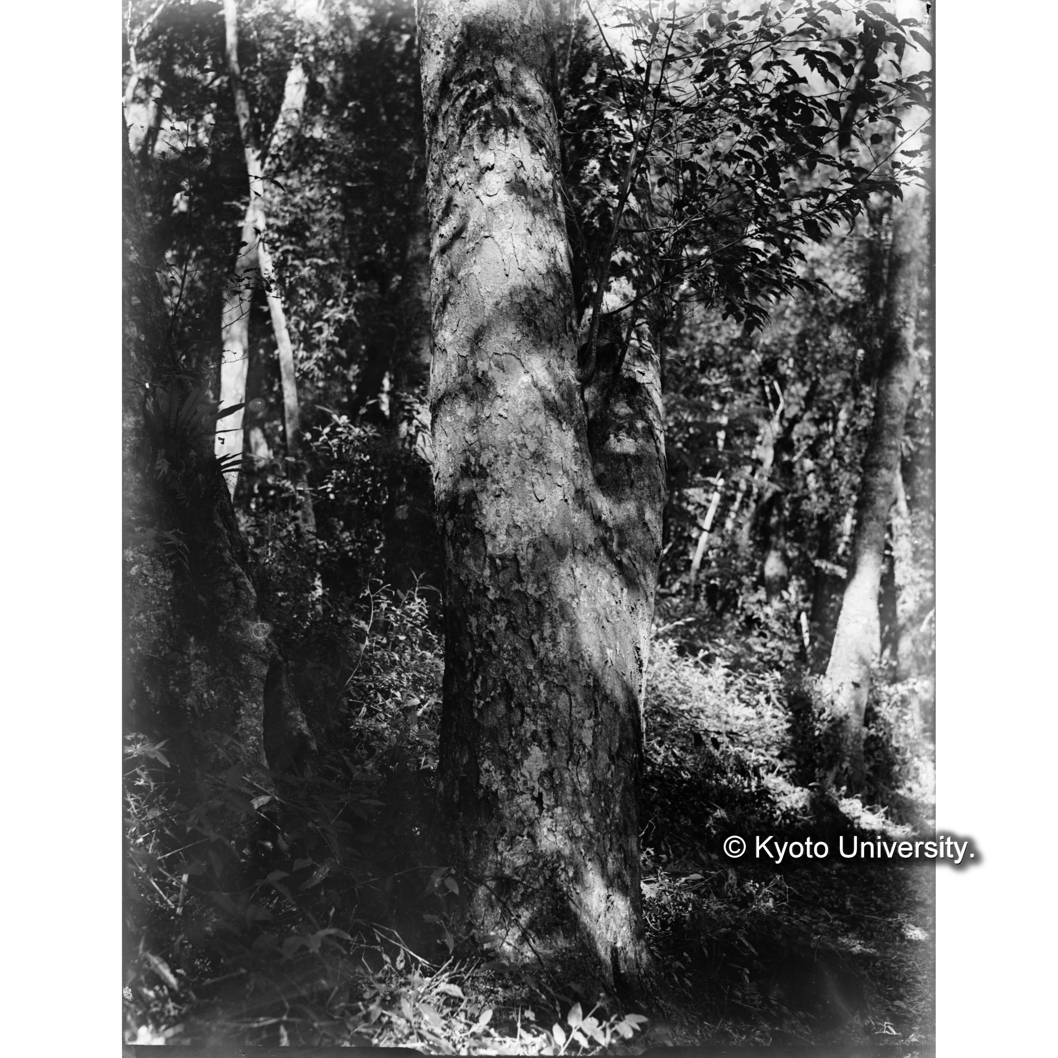 見附駐在所北方における胸高周囲1.74mのハンノキの樹皮 (1)