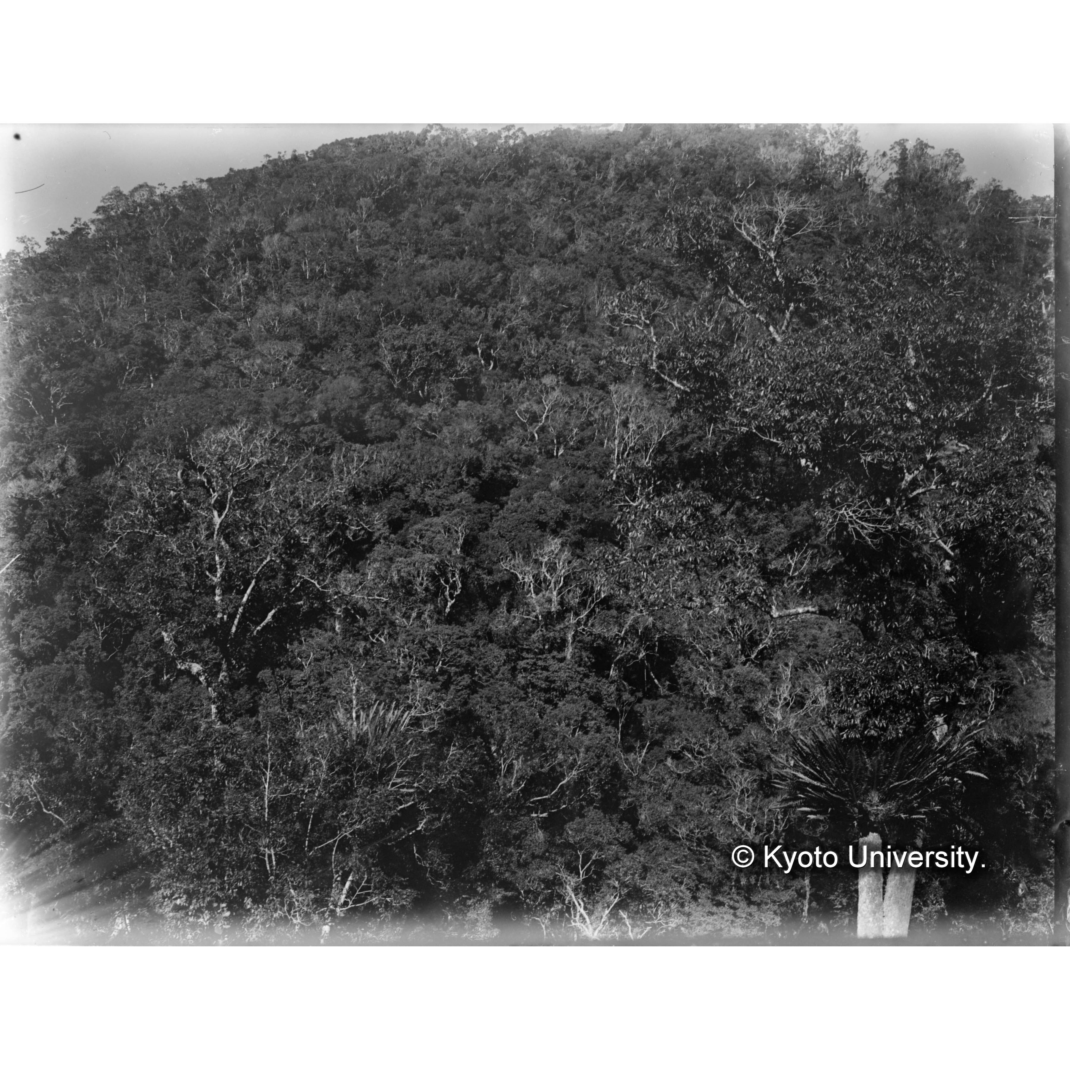 見附駐在所北方の森林景観 (1)