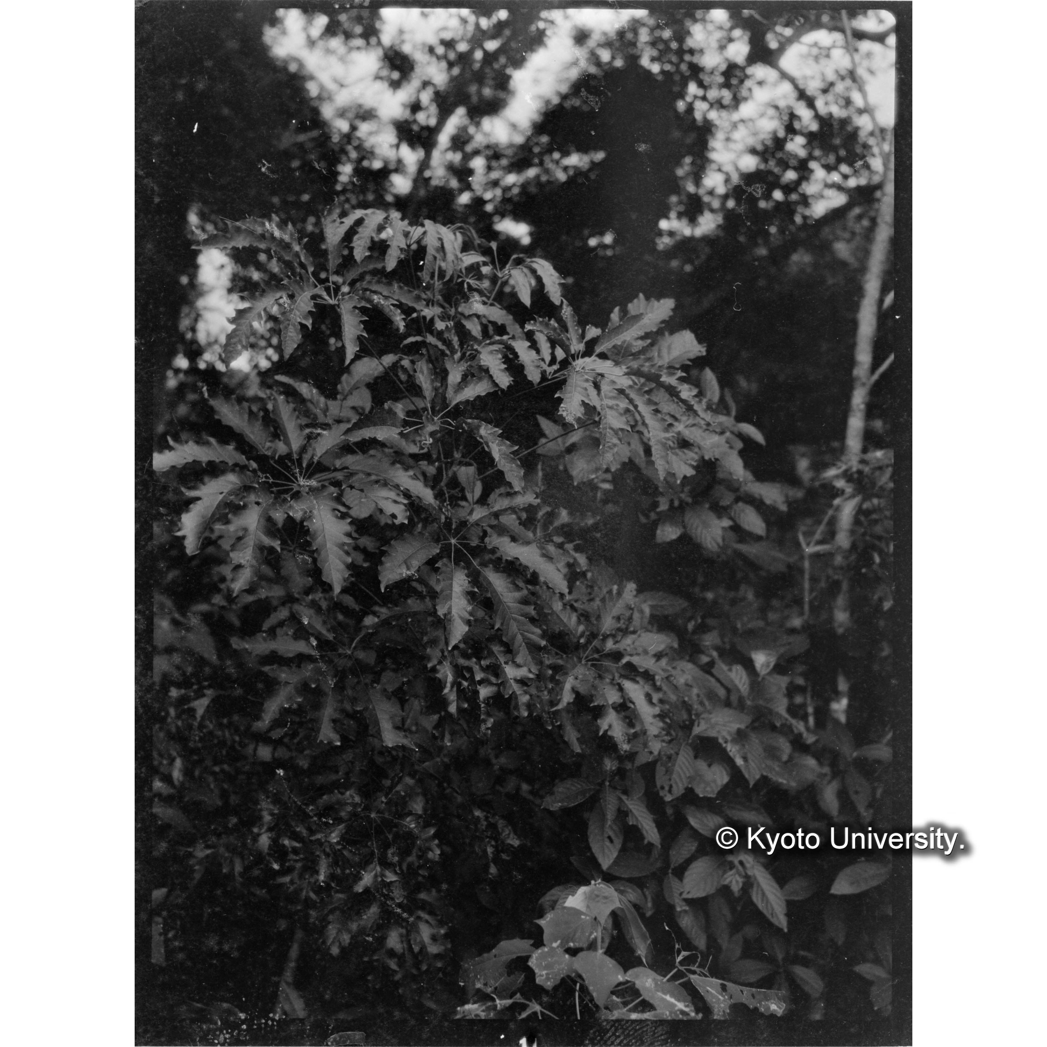 大原苗圃におけるタイワンセンダンバボダイジュ (1)