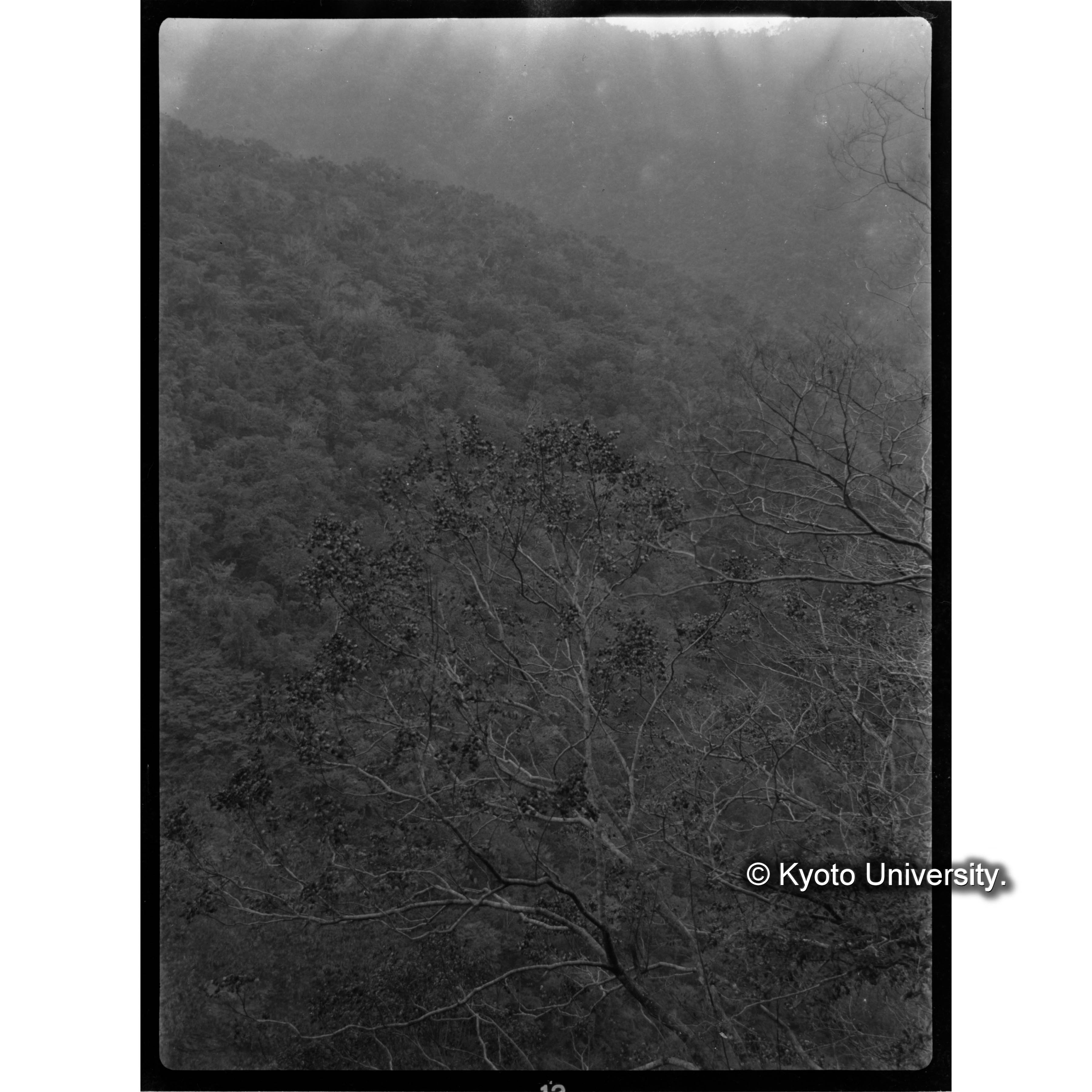 大原苗圃におけるフカノキ (1)