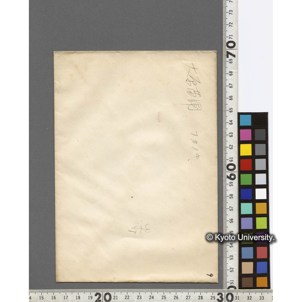 大原苗圃におけるフカノキ (2)