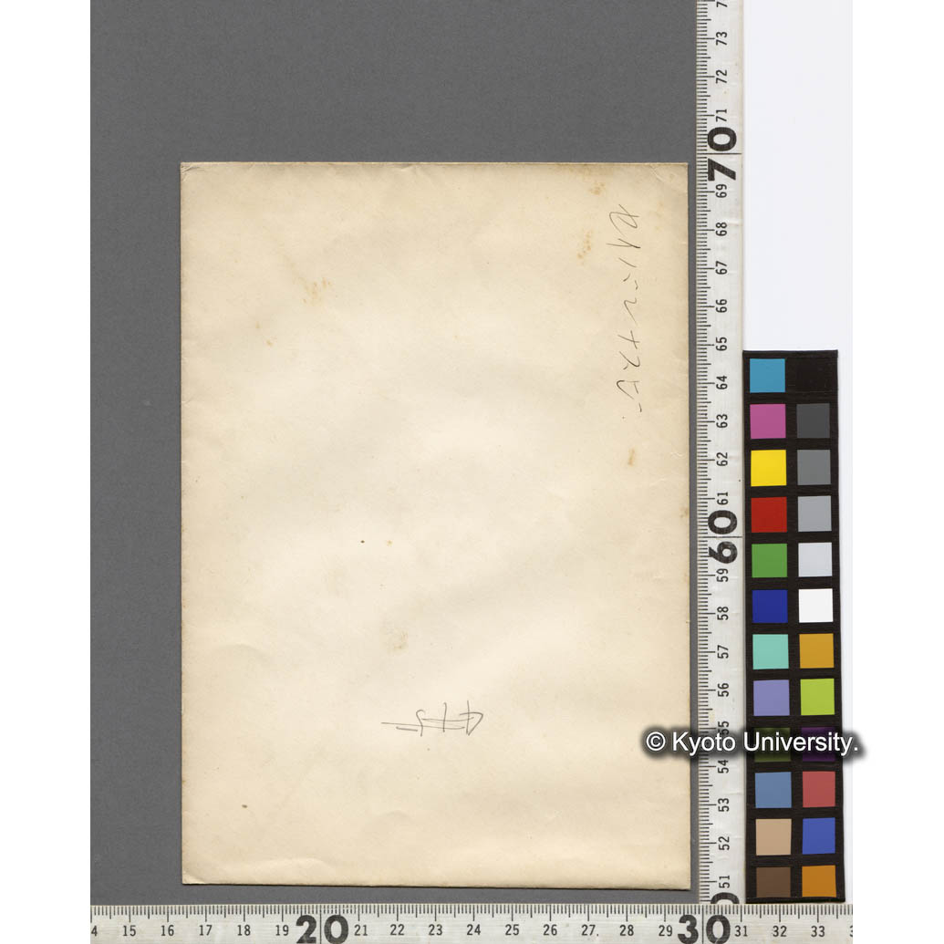 セイバンナスビ (2)