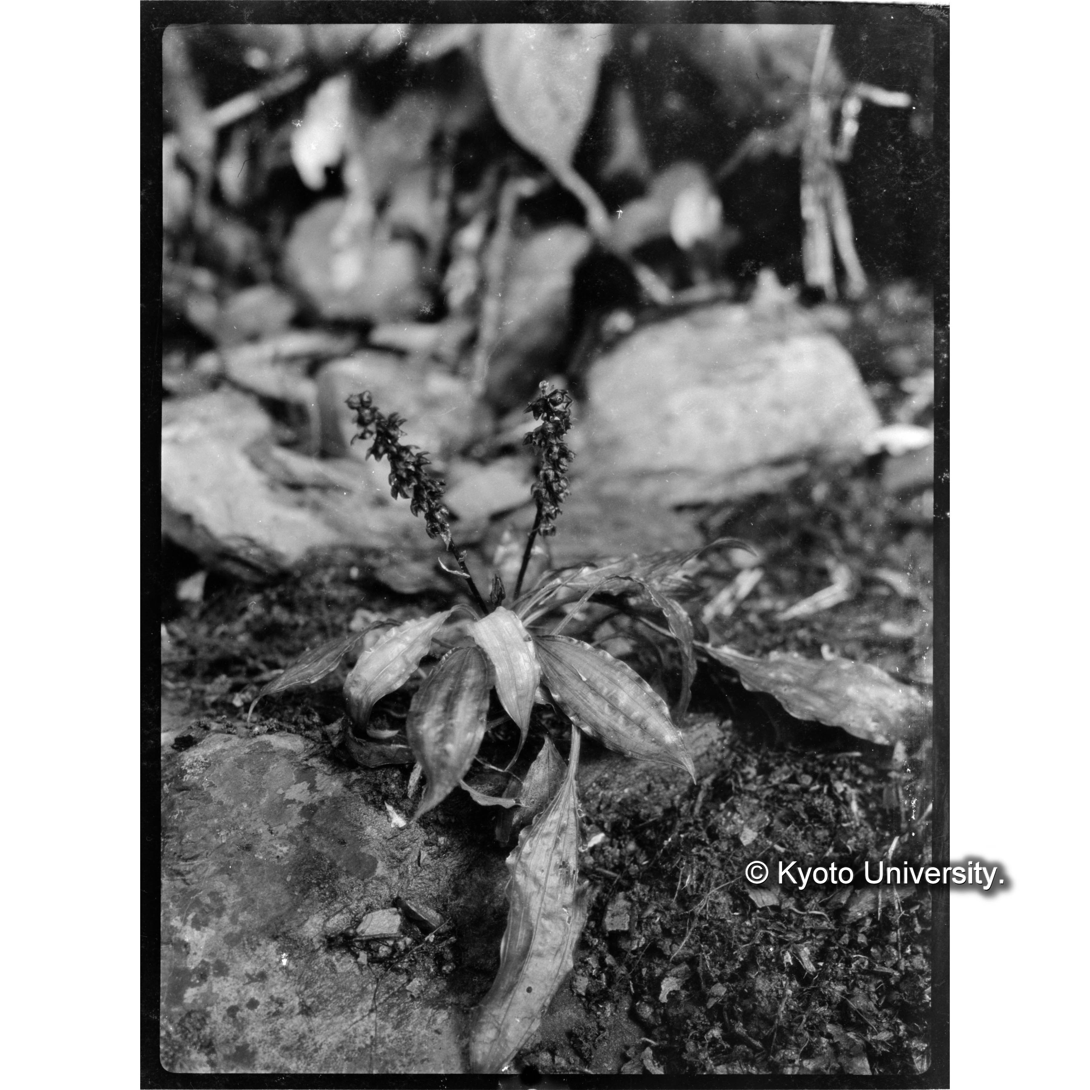 扇平上　ヒメバラン (1)