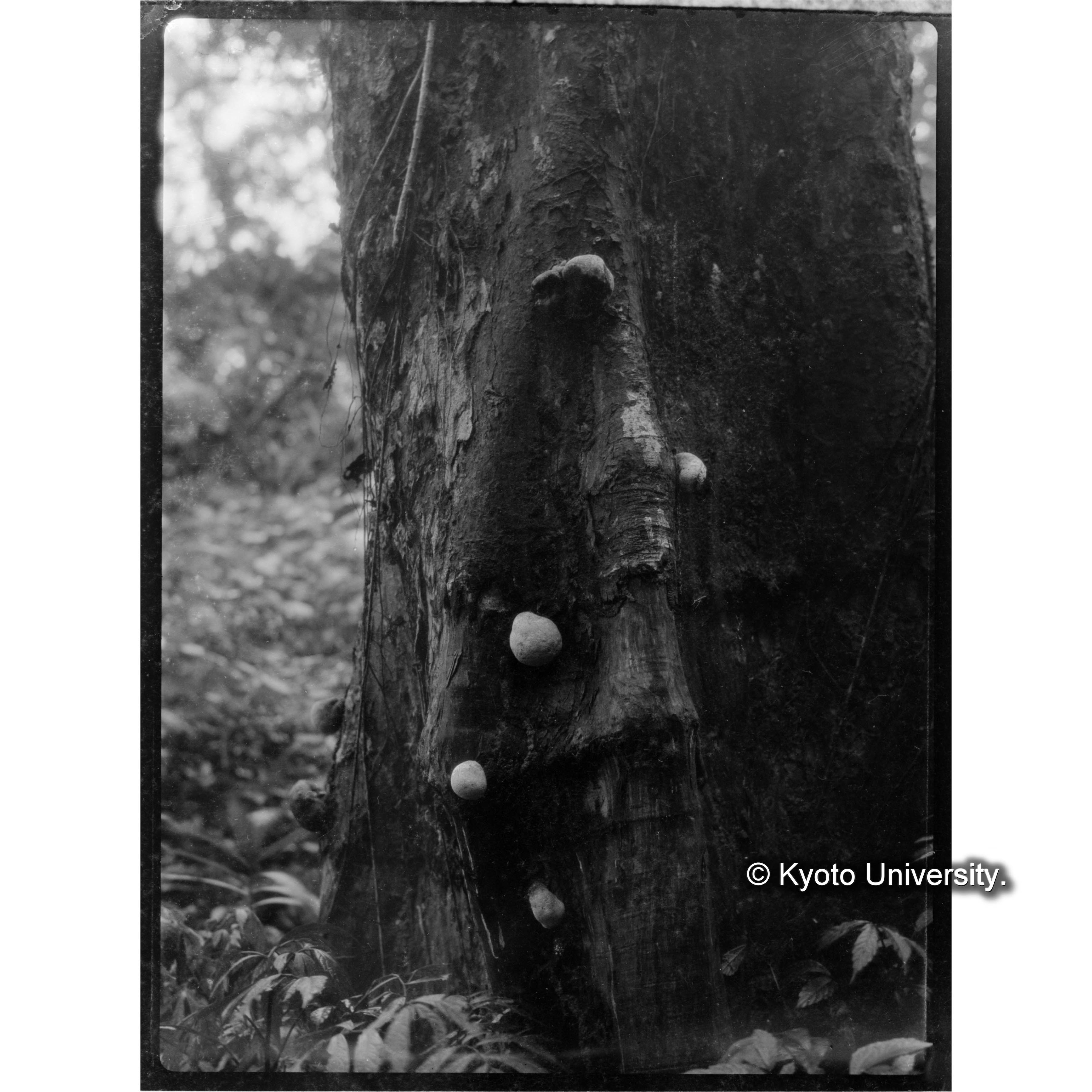 扇平における黄緑色のきのこ (1)