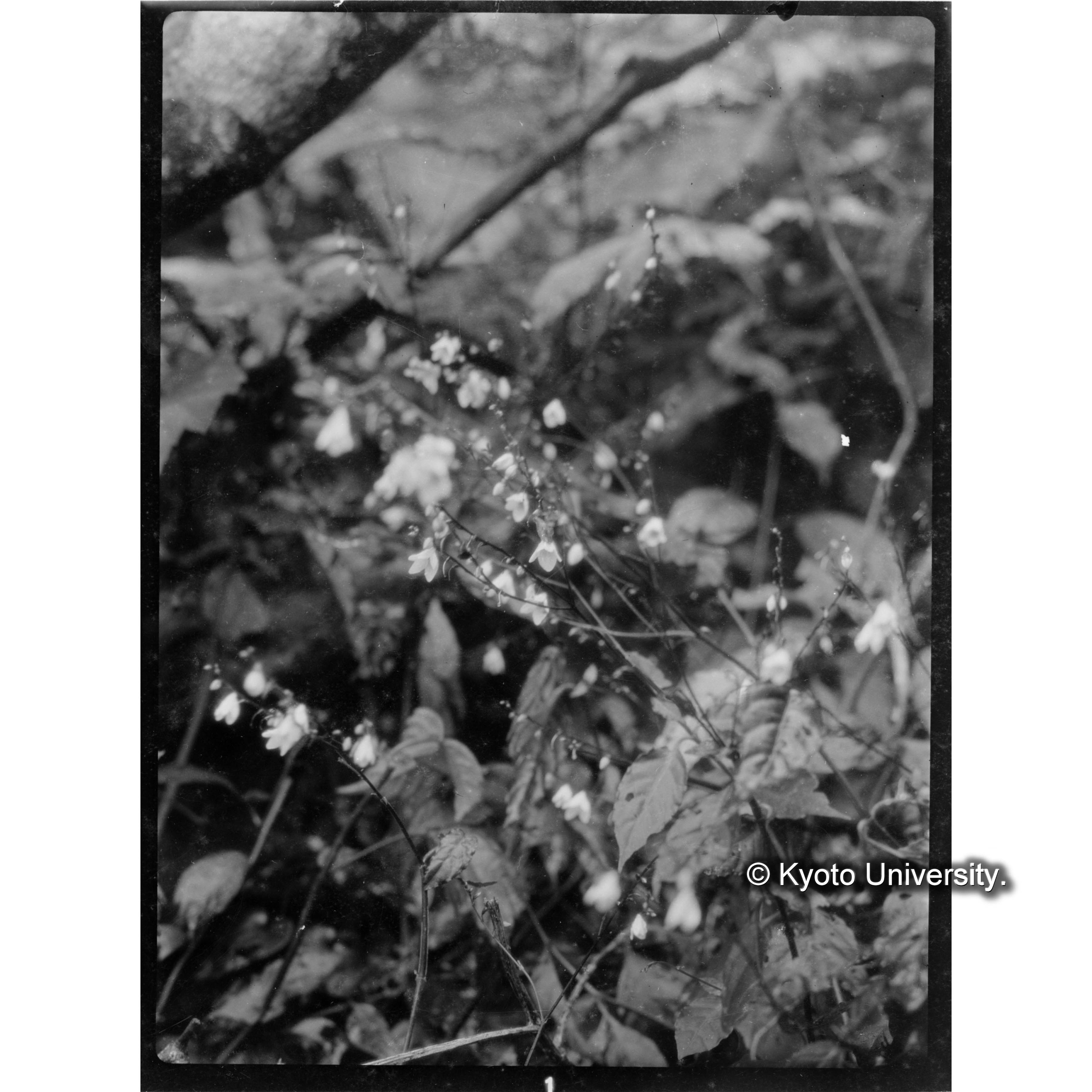 扇平上における草花 (1)