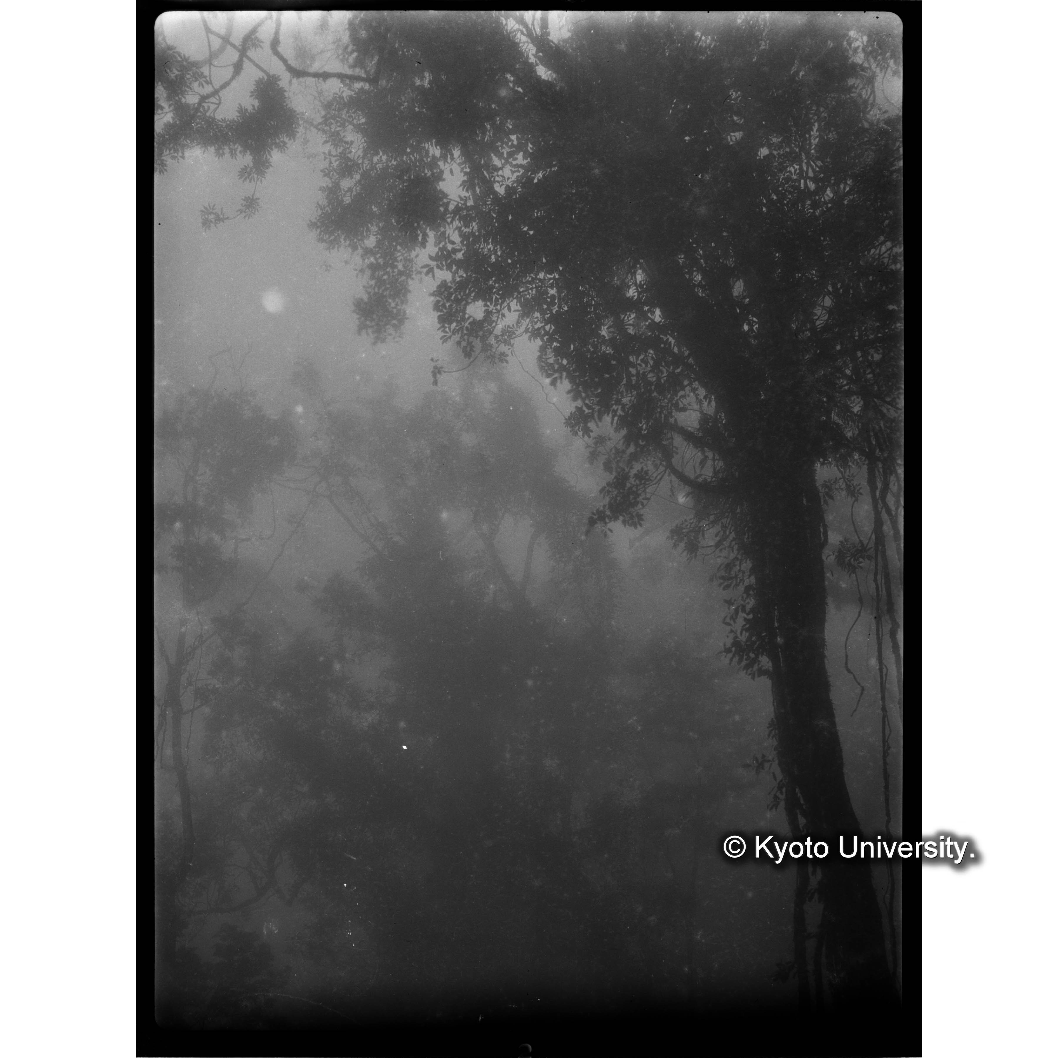 扇平上における蔓形植物 (1)