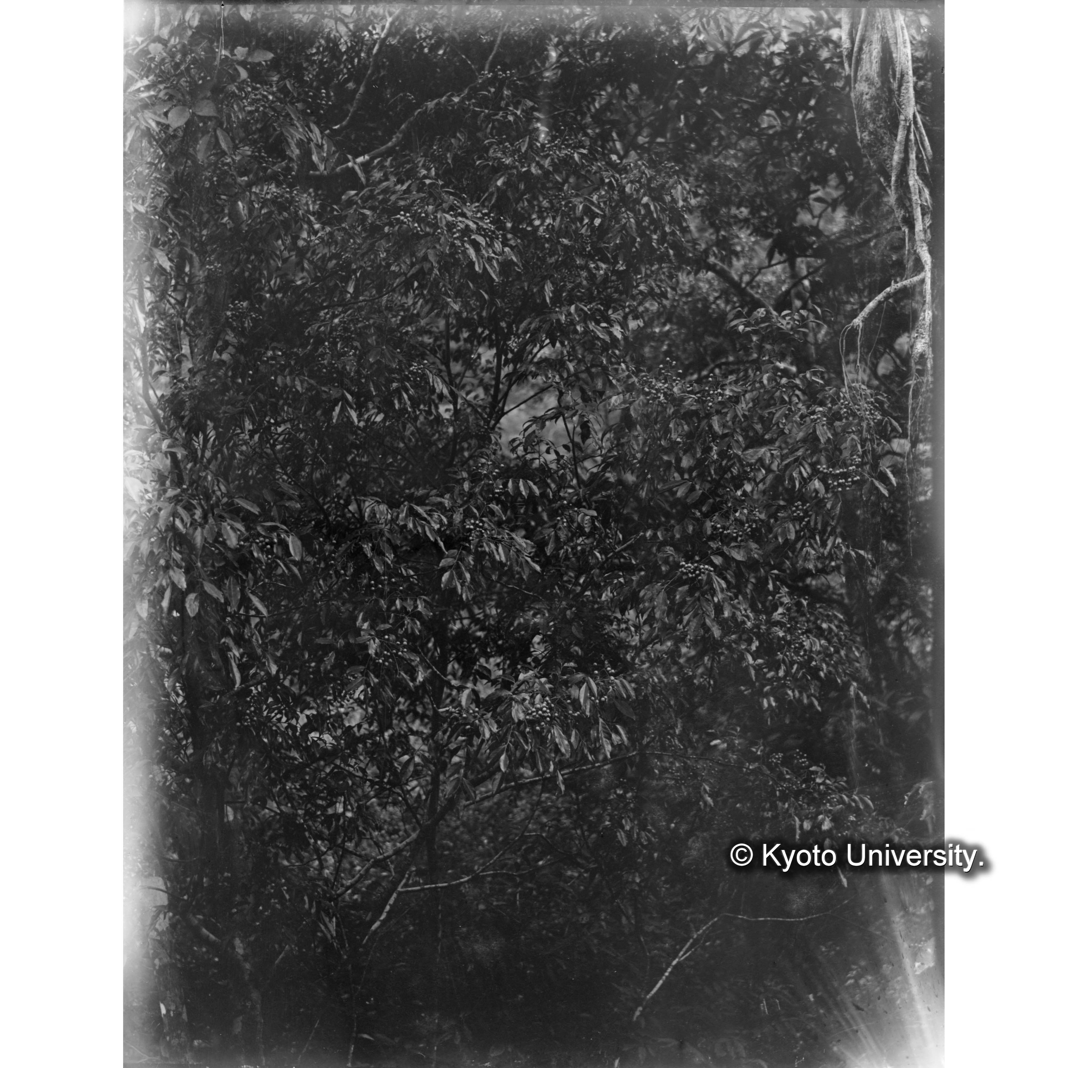 三合、ゲッキツモドキの実　 (1)