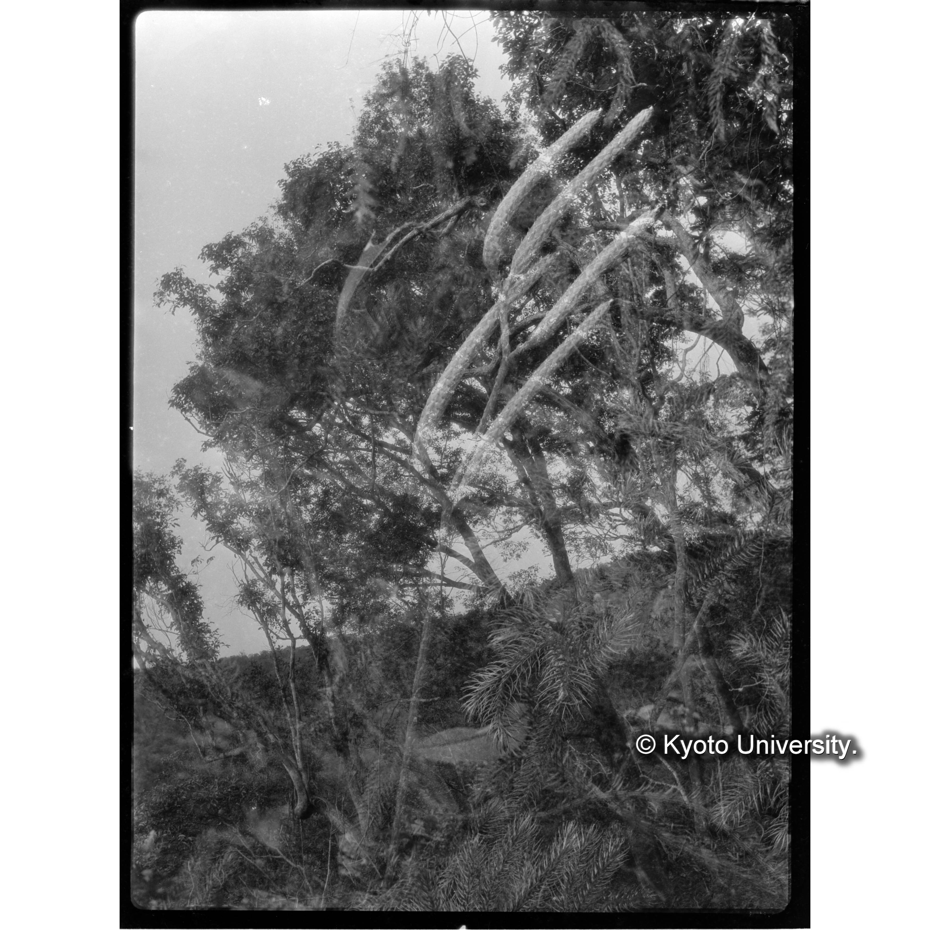 扇平上　（森林景観　二重撮影） (1)