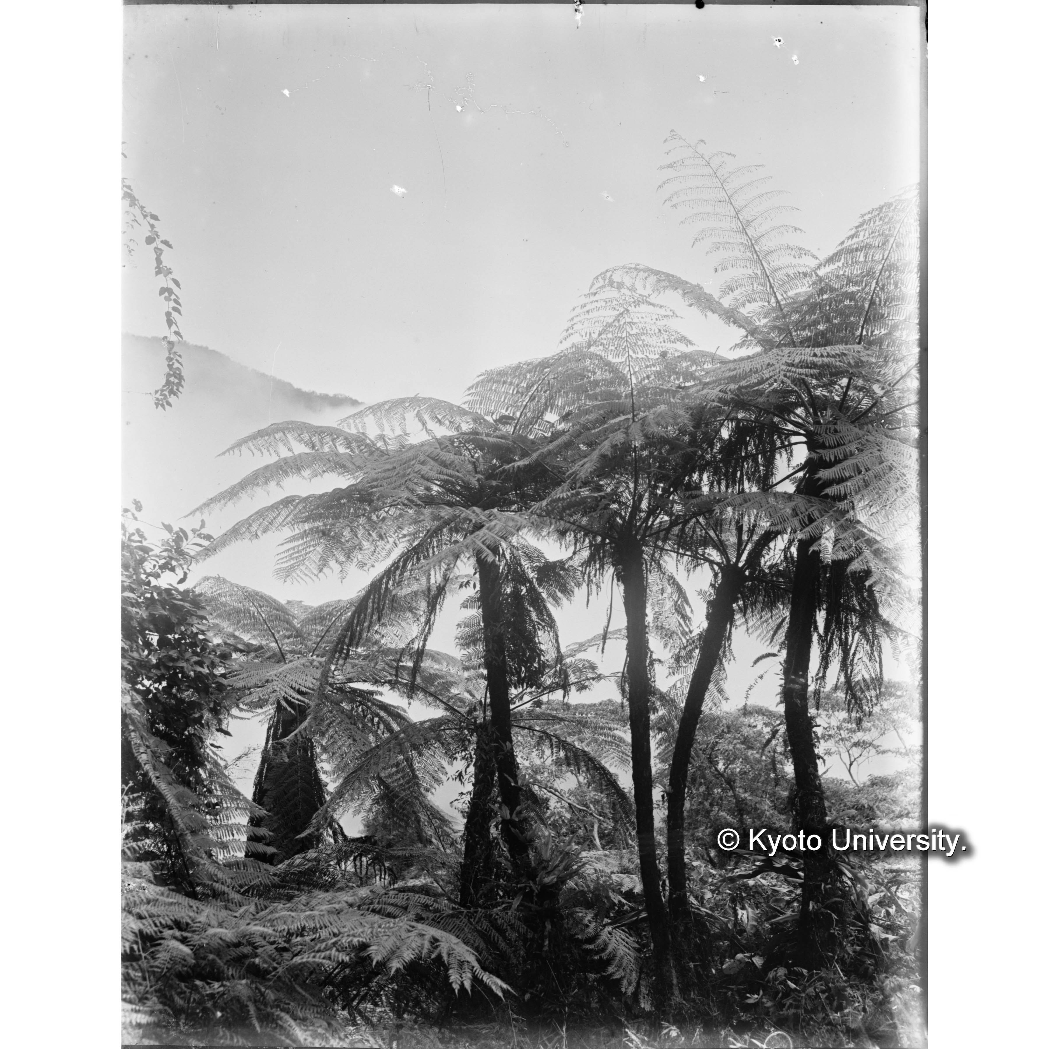 扇平におけるタイワンヘゴ (1)