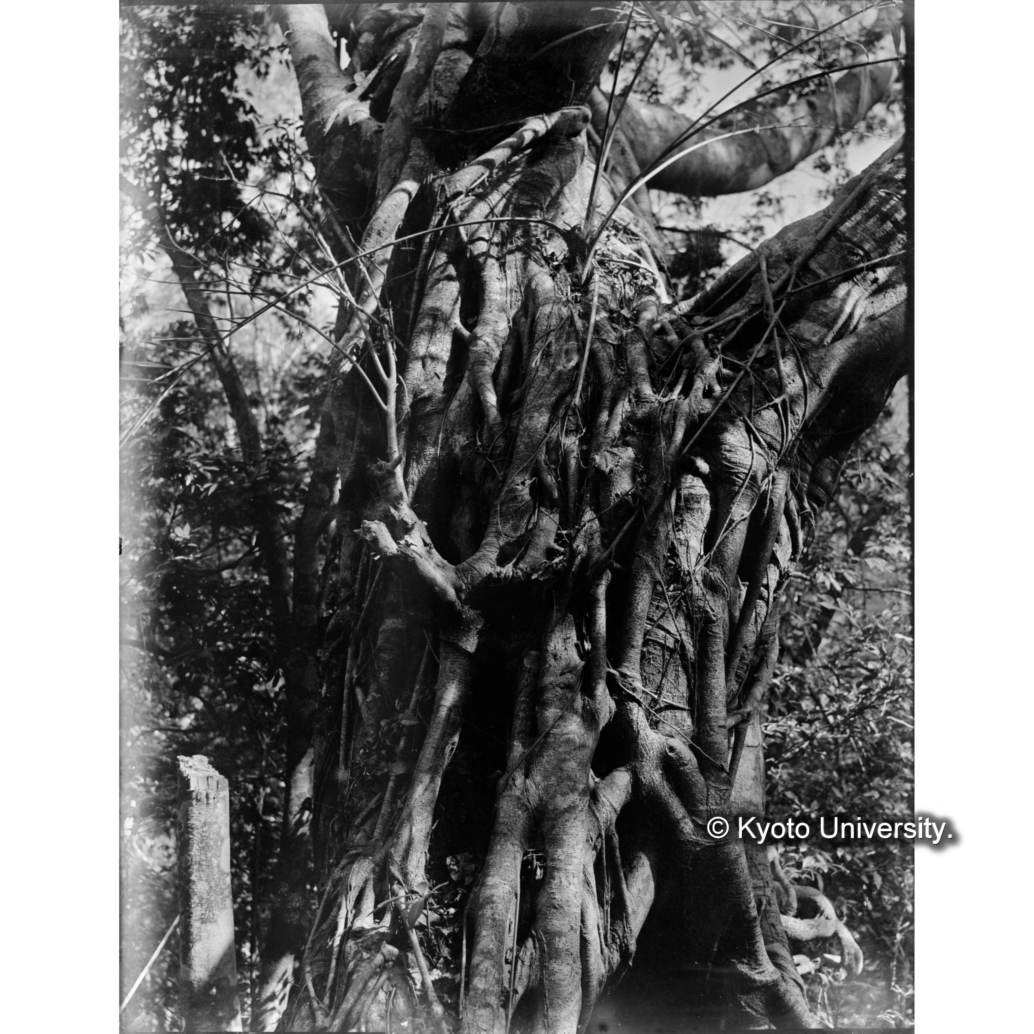 アコウ　樹皮 (1)