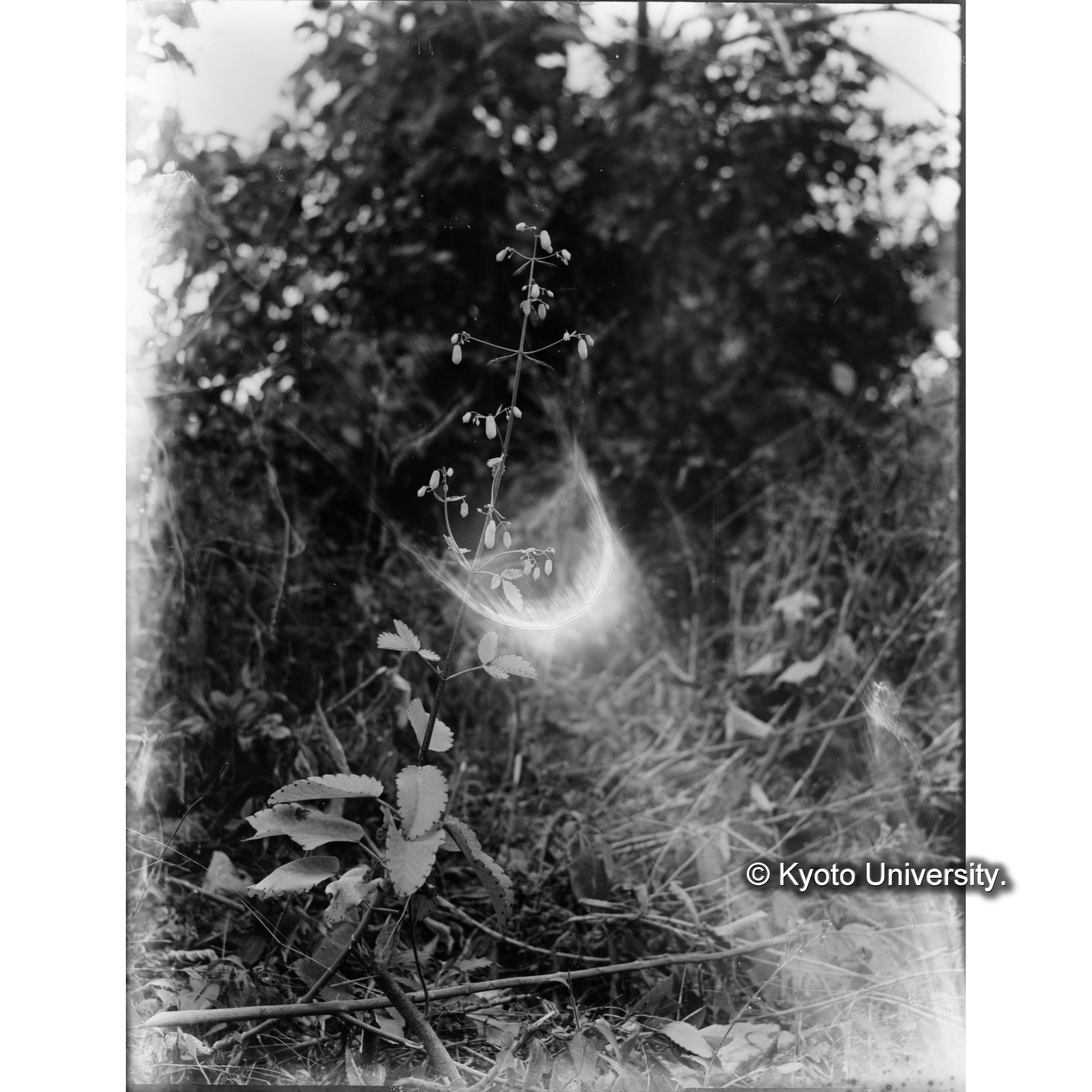 六亀里におけるセイロンベンケイサウ (1)