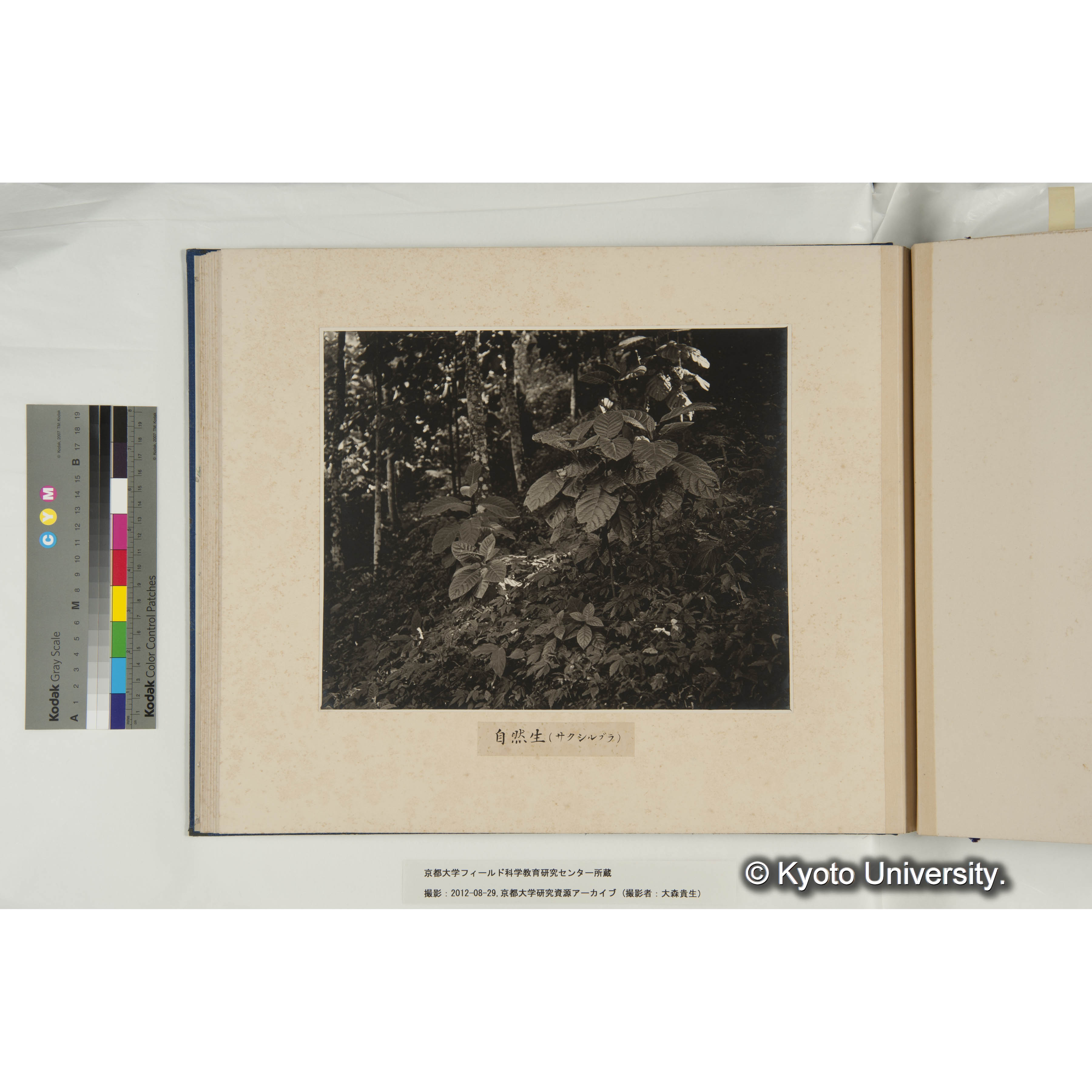 自然生の規那（サクシルブラ種） (1)