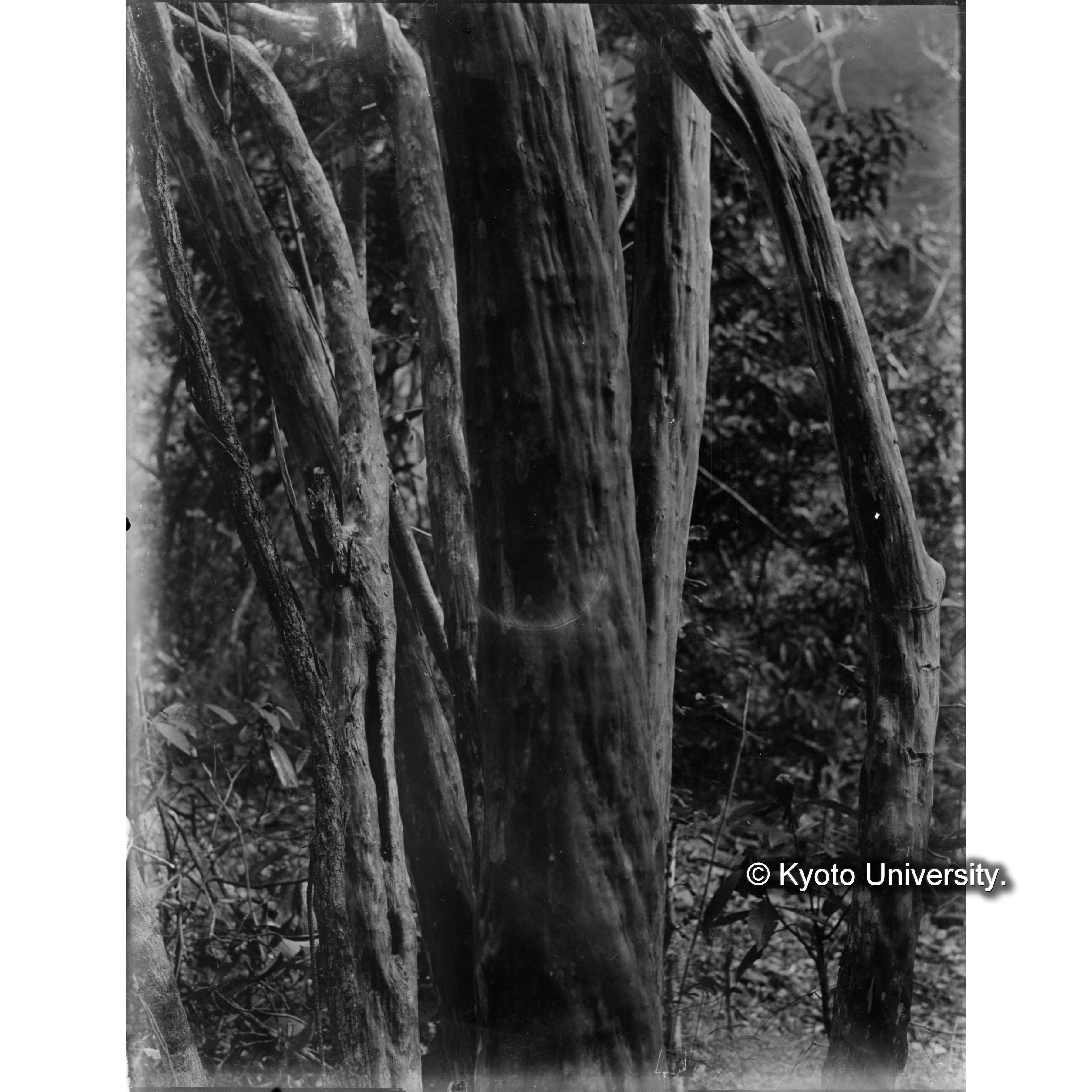 タイワンサルスベリ　樹皮 (1)