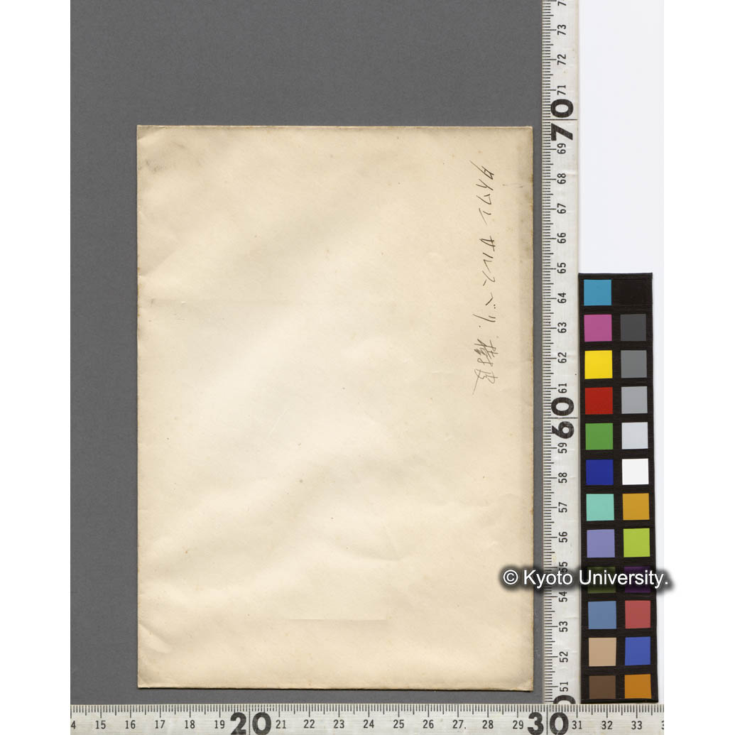 タイワンサルスベリ　樹皮 (2)