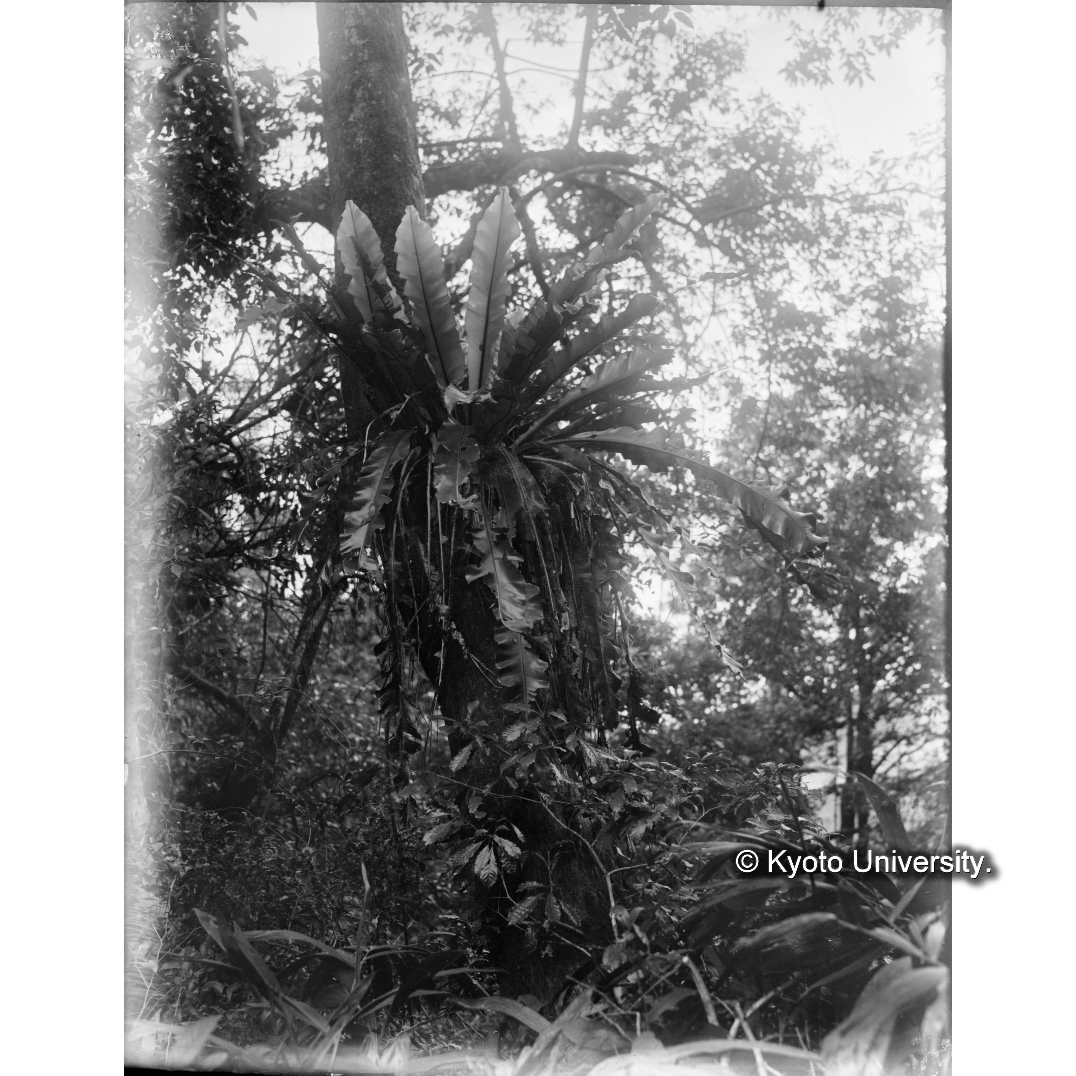 扇平 オオタニワタリ (1)