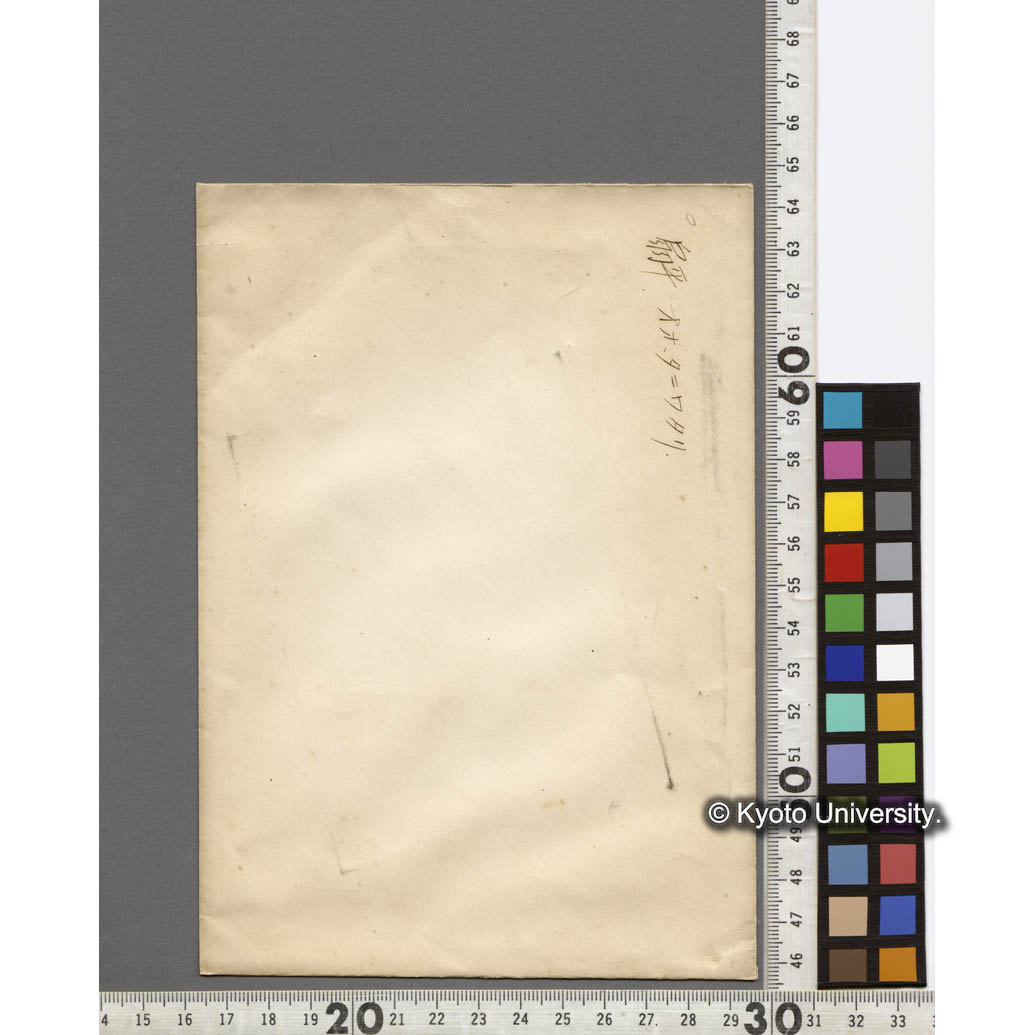 扇平 オオタニワタリ (2)