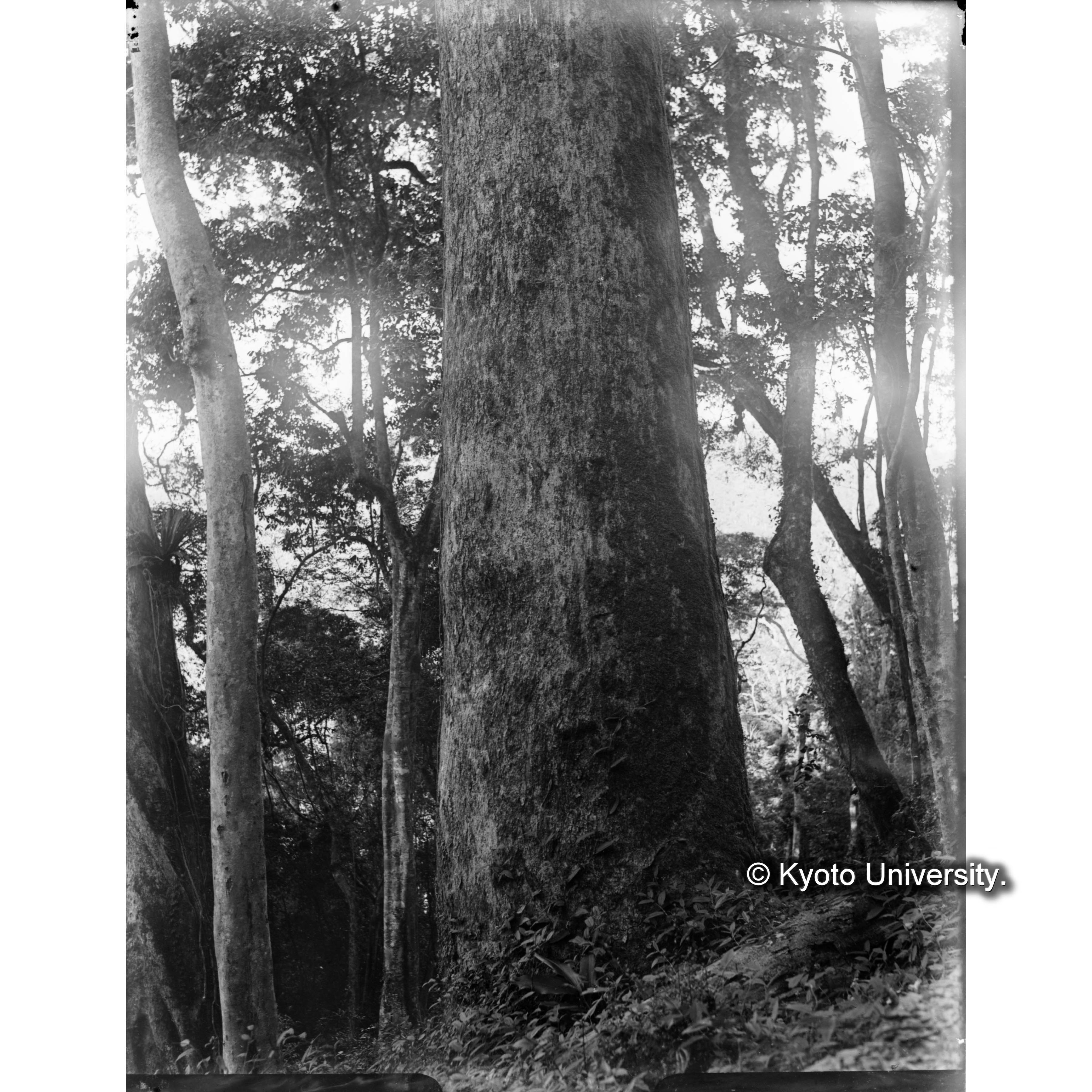 渓南山駐在所付近にある胸高周囲606cmのホウショウ (1)