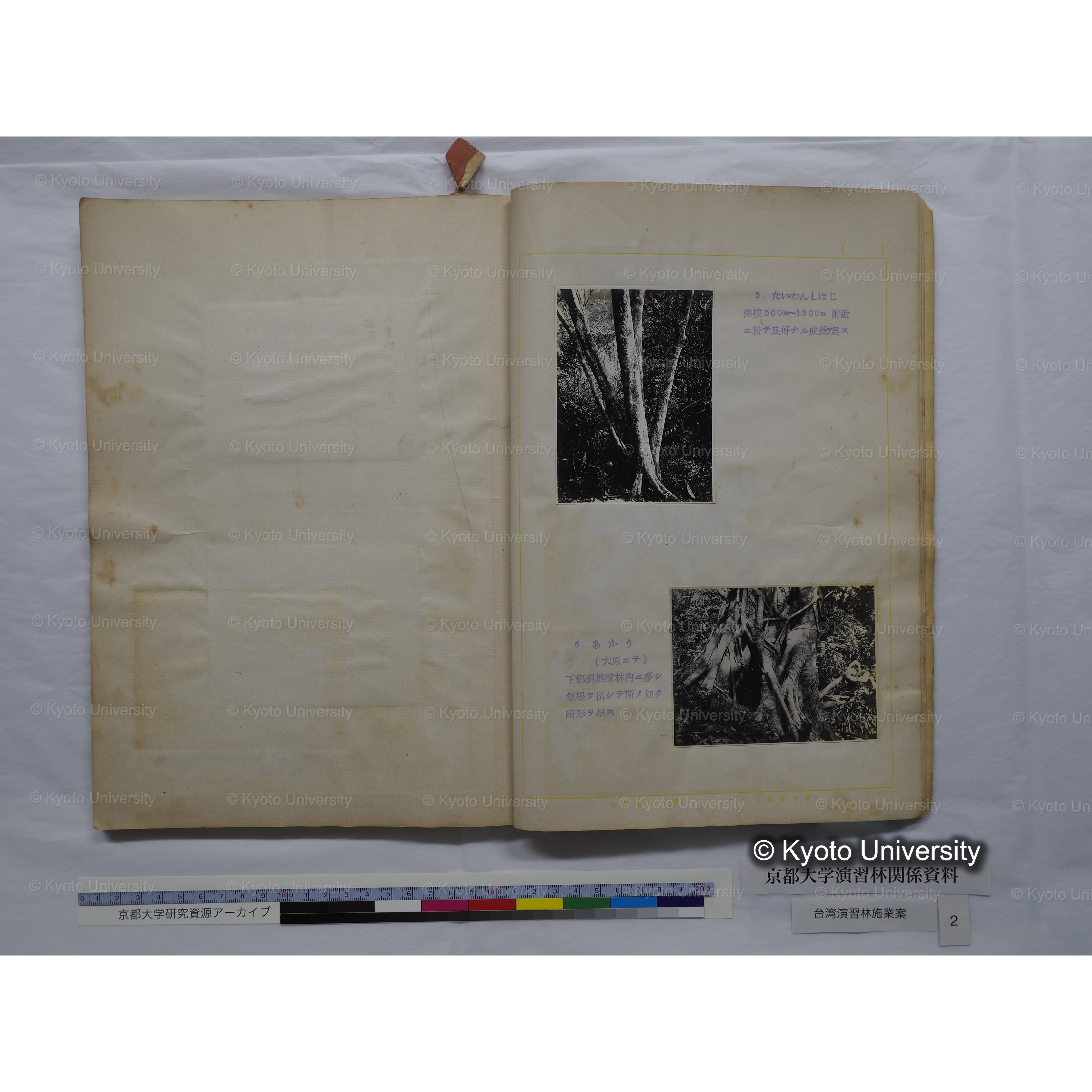 台湾演習林　施業案　実行期間＜自昭和 6年／至昭和12年＞　昭和六年四月編成. (171)