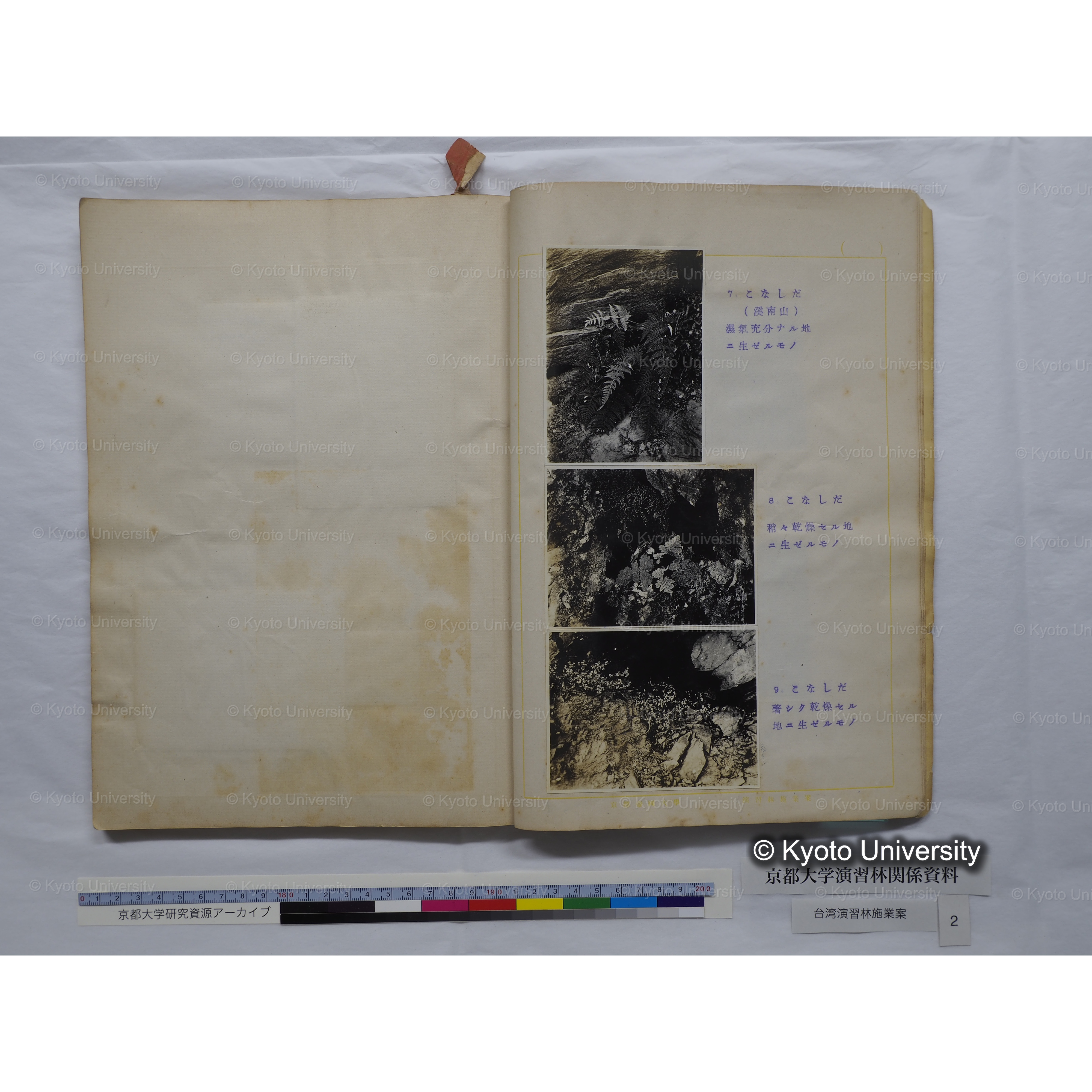 台湾演習林　施業案　実行期間＜自昭和 6年／至昭和12年＞　昭和六年四月編成. (172)