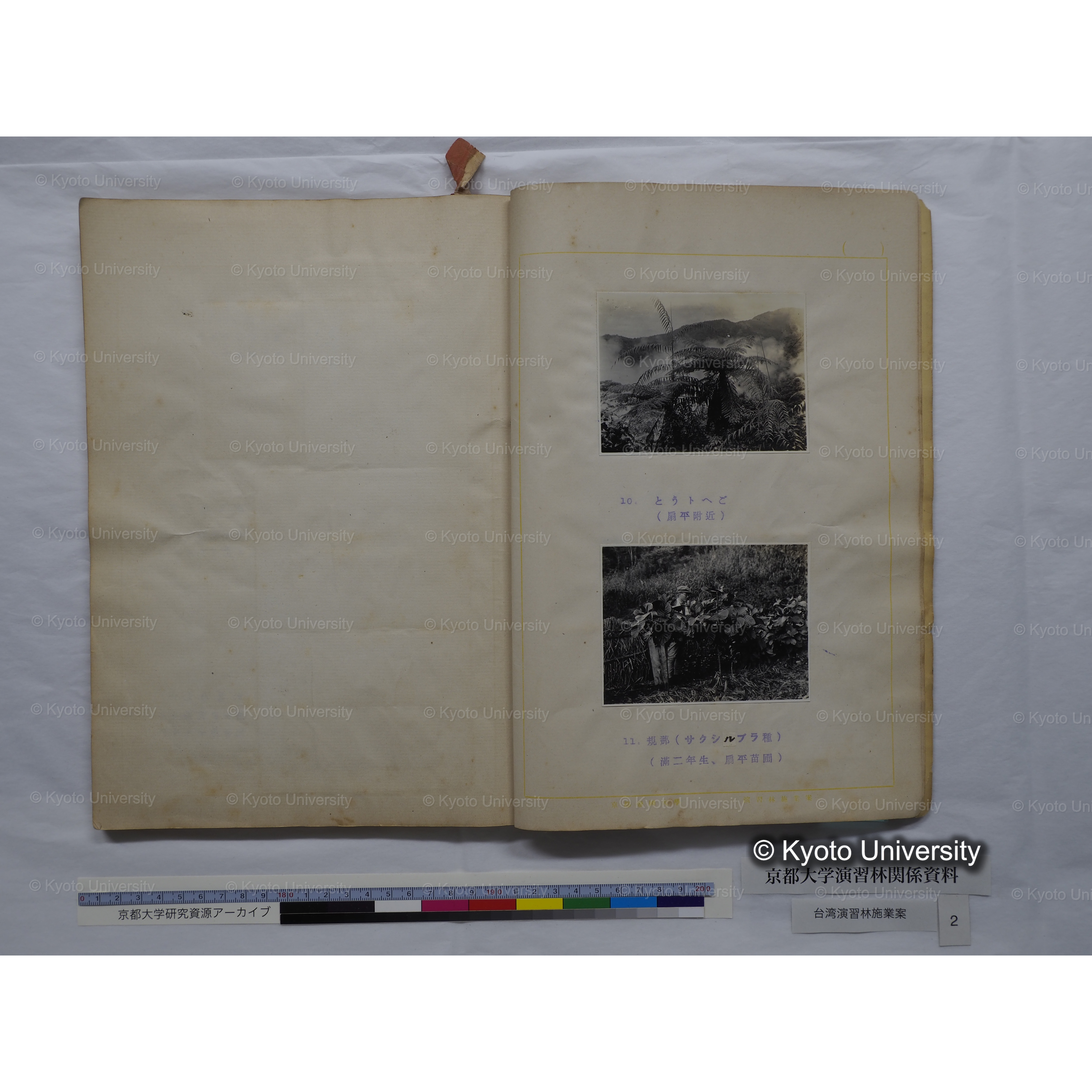 台湾演習林　施業案　実行期間＜自昭和 6年／至昭和12年＞　昭和六年四月編成. (173)