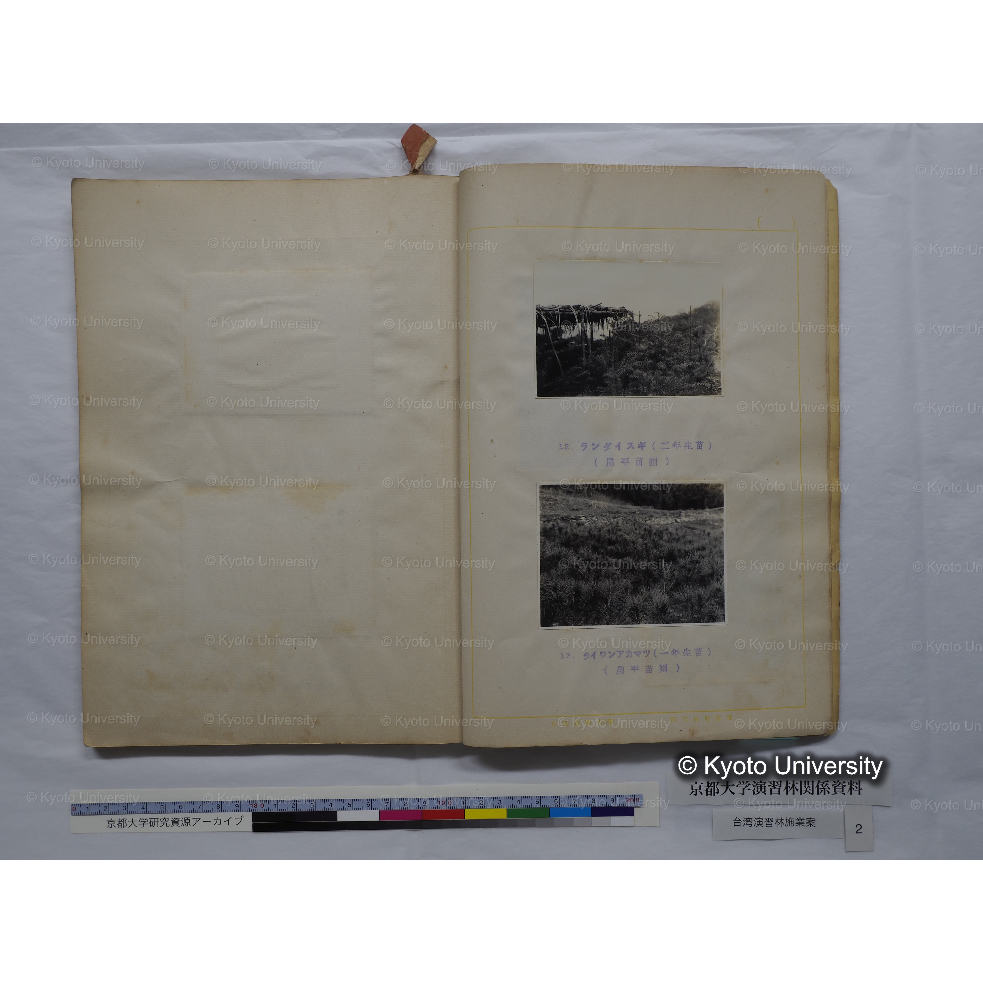 台湾演習林　施業案　実行期間＜自昭和 6年／至昭和12年＞　昭和六年四月編成. (174)