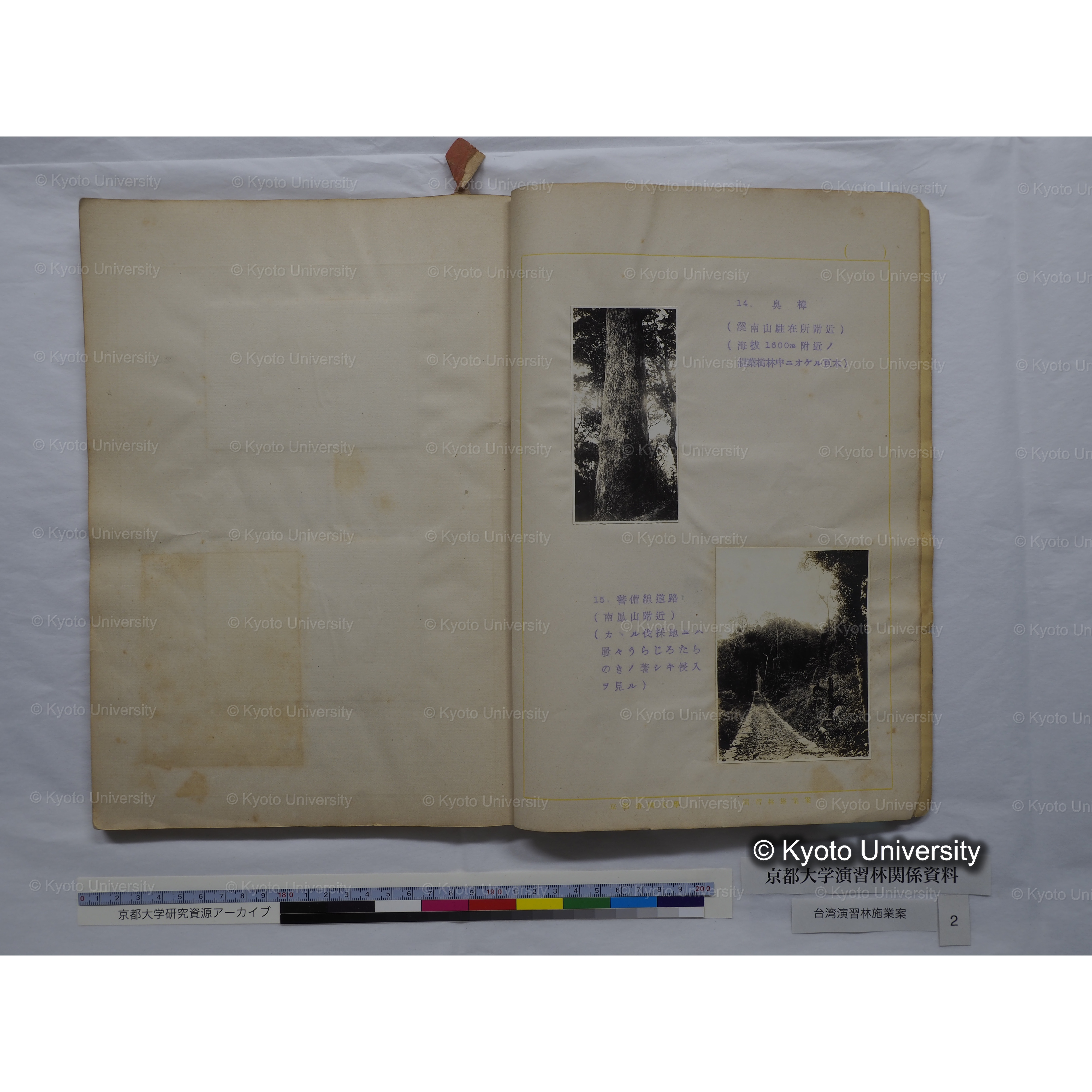 台湾演習林　施業案　実行期間＜自昭和 6年／至昭和12年＞　昭和六年四月編成. (175)