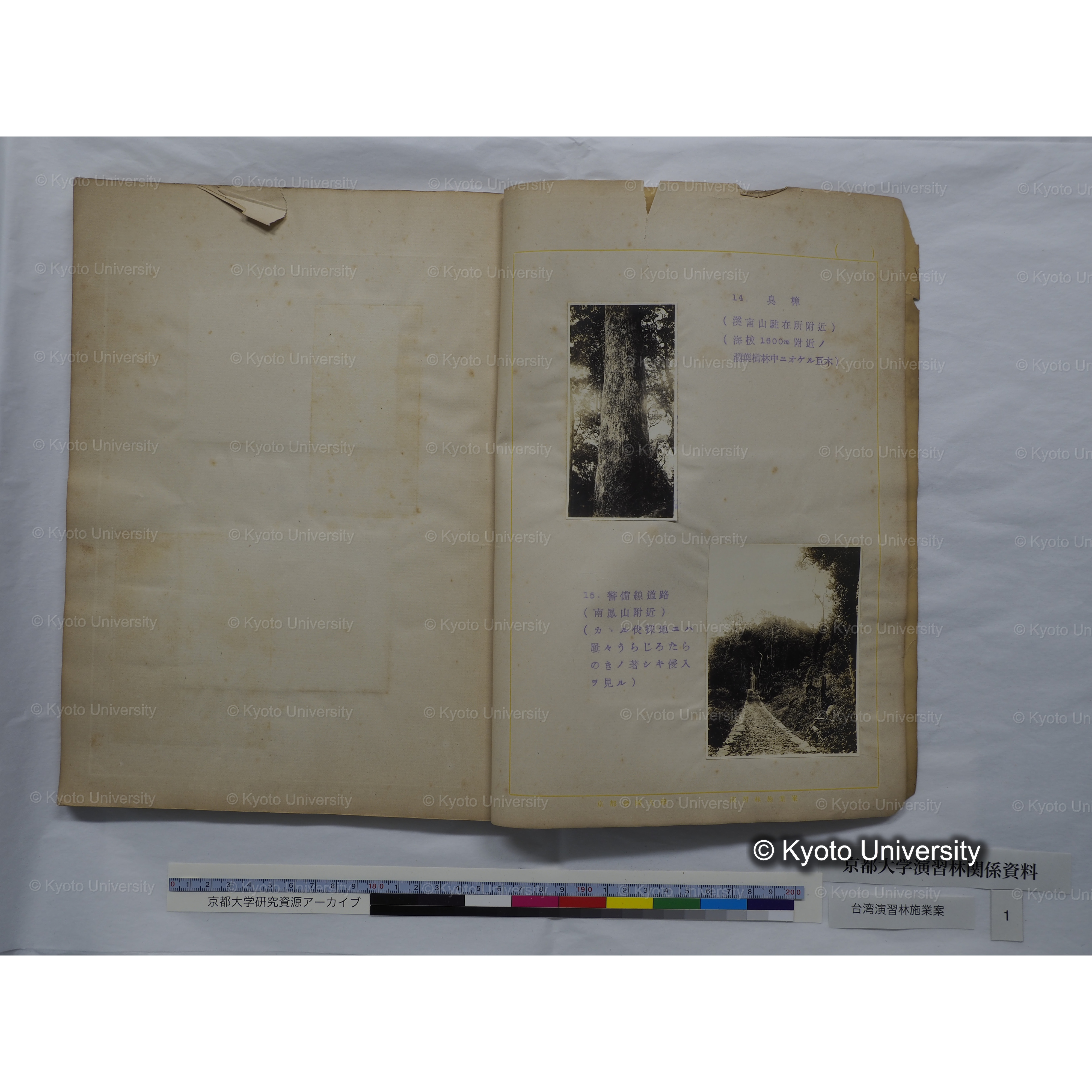 台湾演習林　施業案　実行期間＜自昭和 6年／至昭和12年＞　昭和六年四月編成. (8)