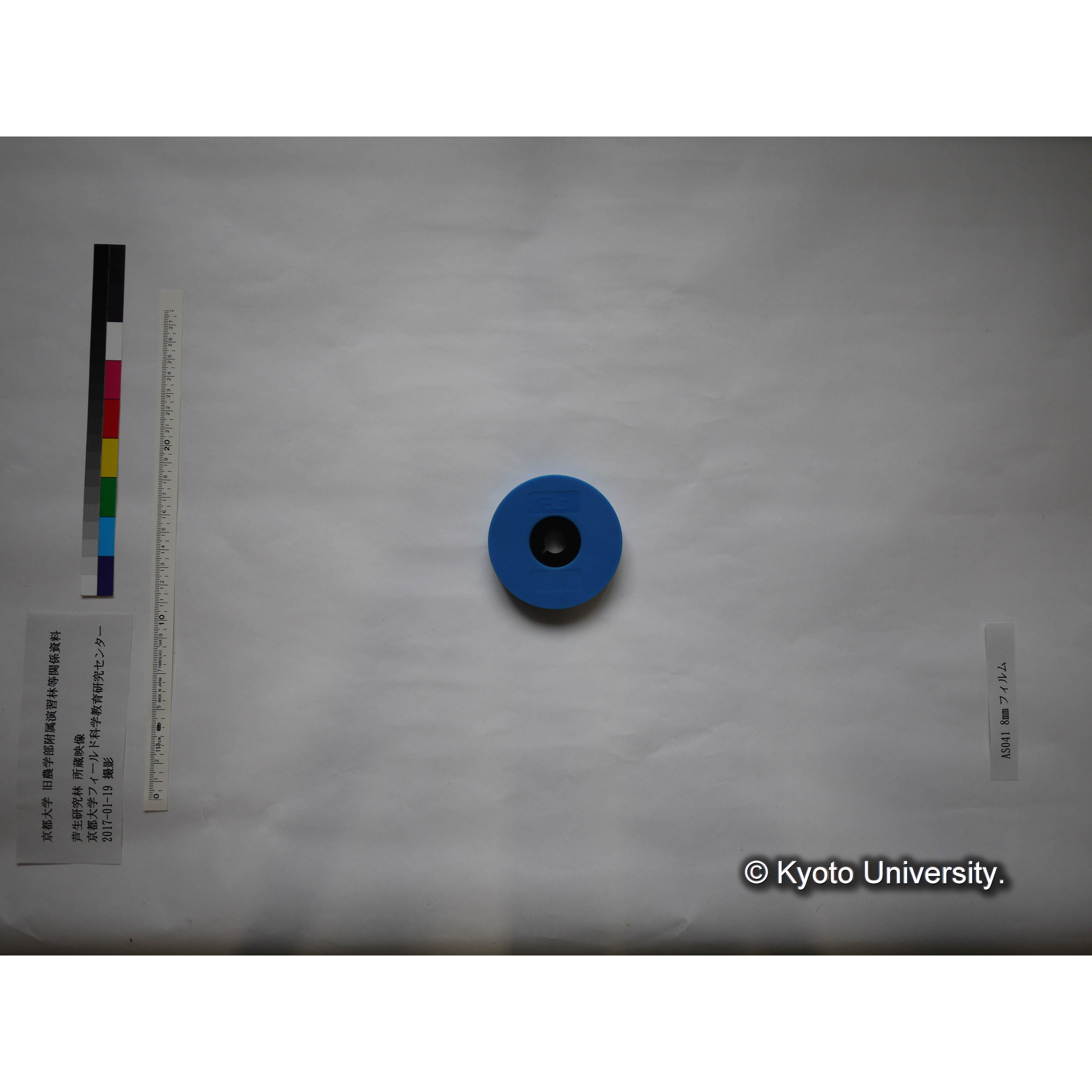 〔伐採された樹木、雪の芦生演習林構内〕 (1)