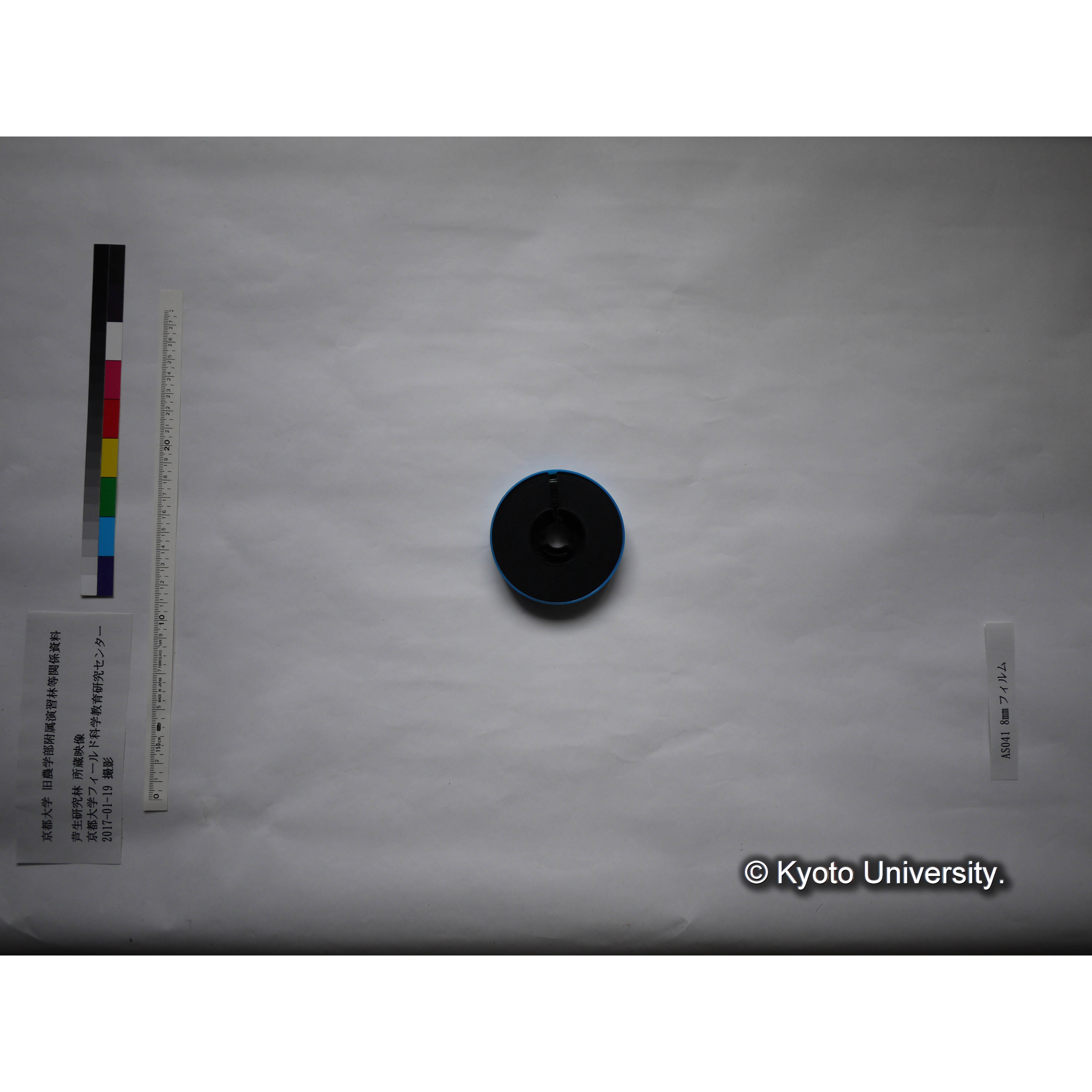 〔伐採された樹木、雪の芦生演習林構内〕 (2)