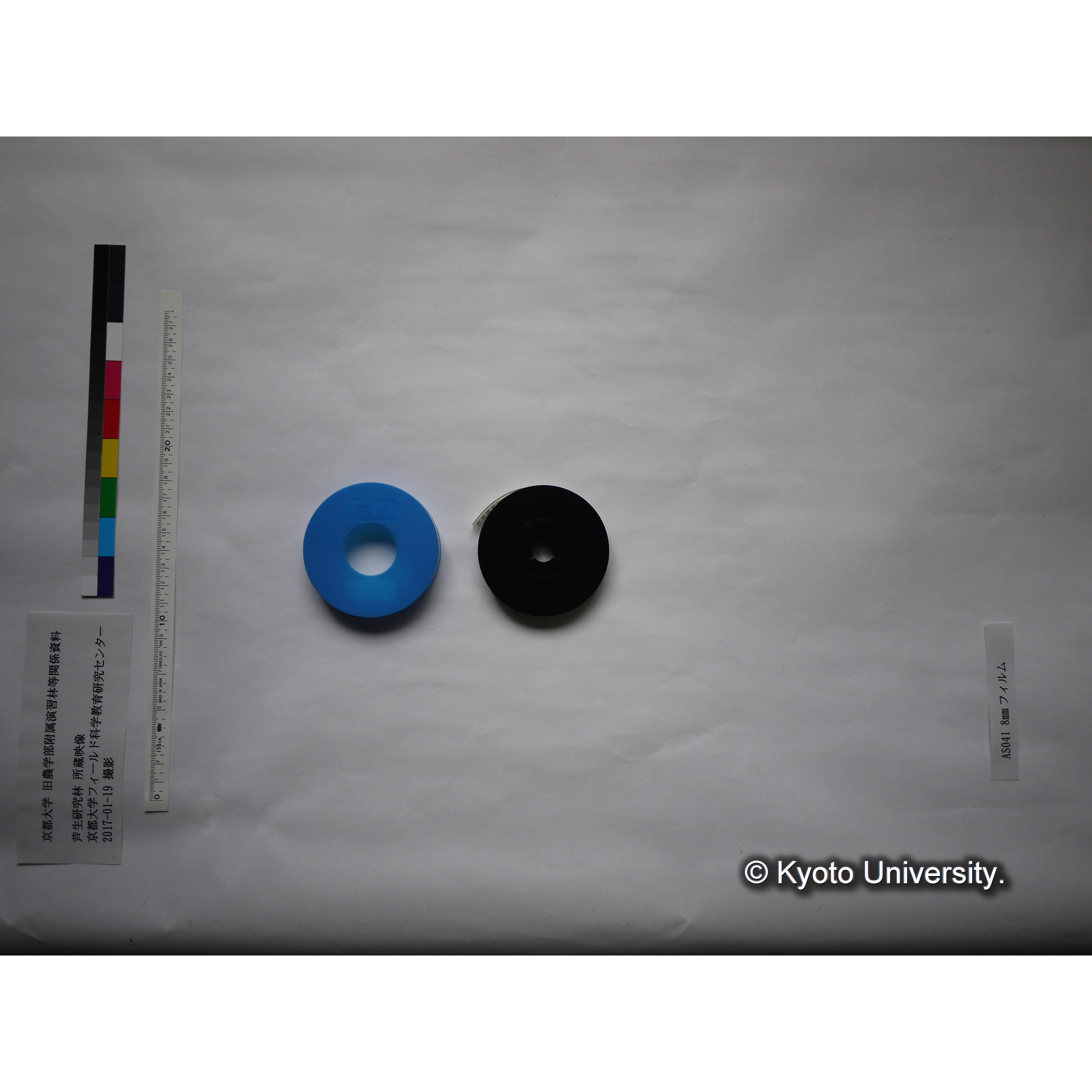 〔伐採された樹木、雪の芦生演習林構内〕 (4)