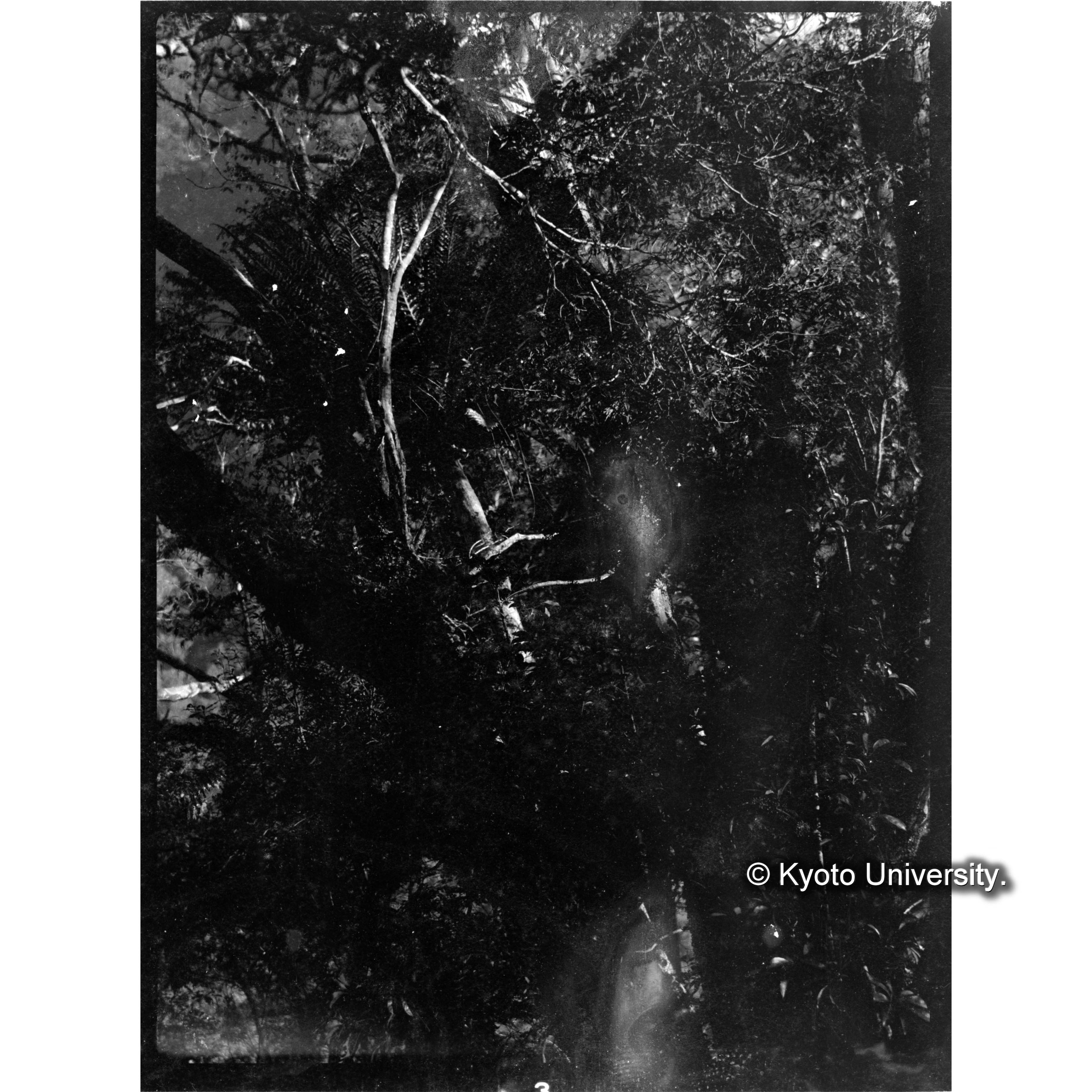 藤枝駐在所付近、　ヤドリフカノキ (1)