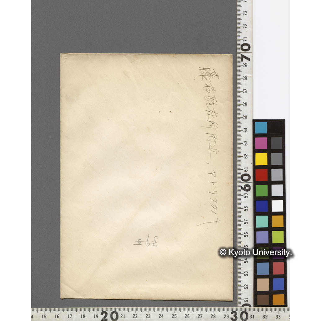 藤枝駐在所付近、　ヤドリフカノキ (2)