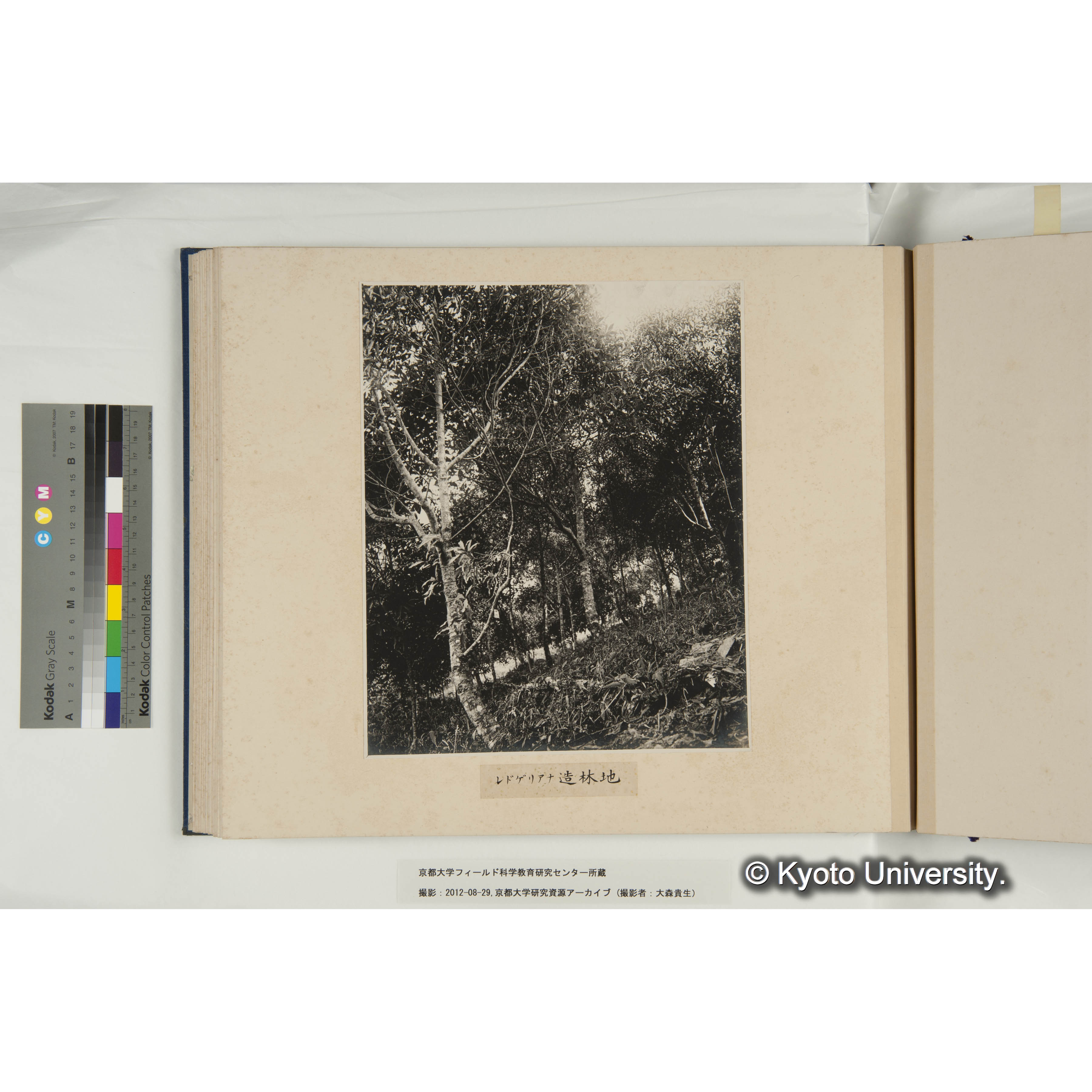 レドゲリアナ造林地 (1)