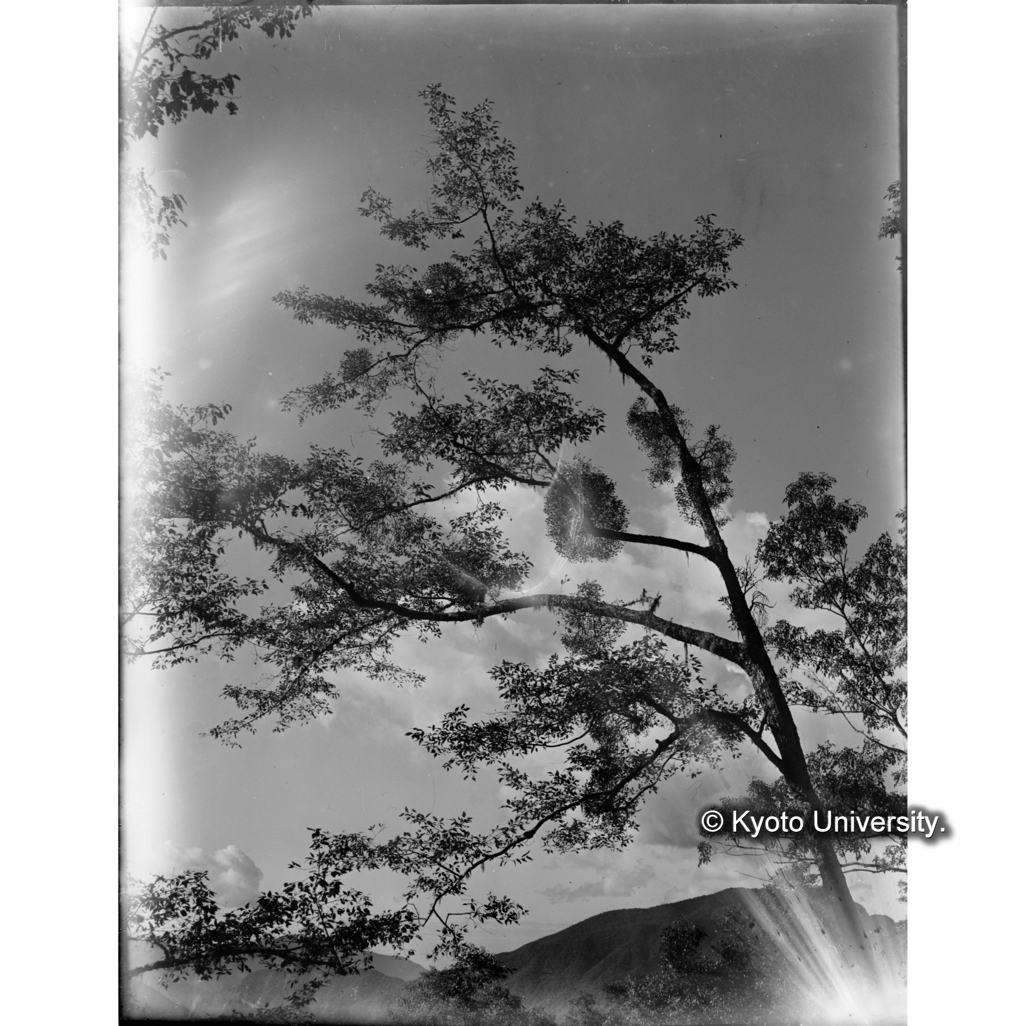 ハンノキに寄生したヤドリギ (1)